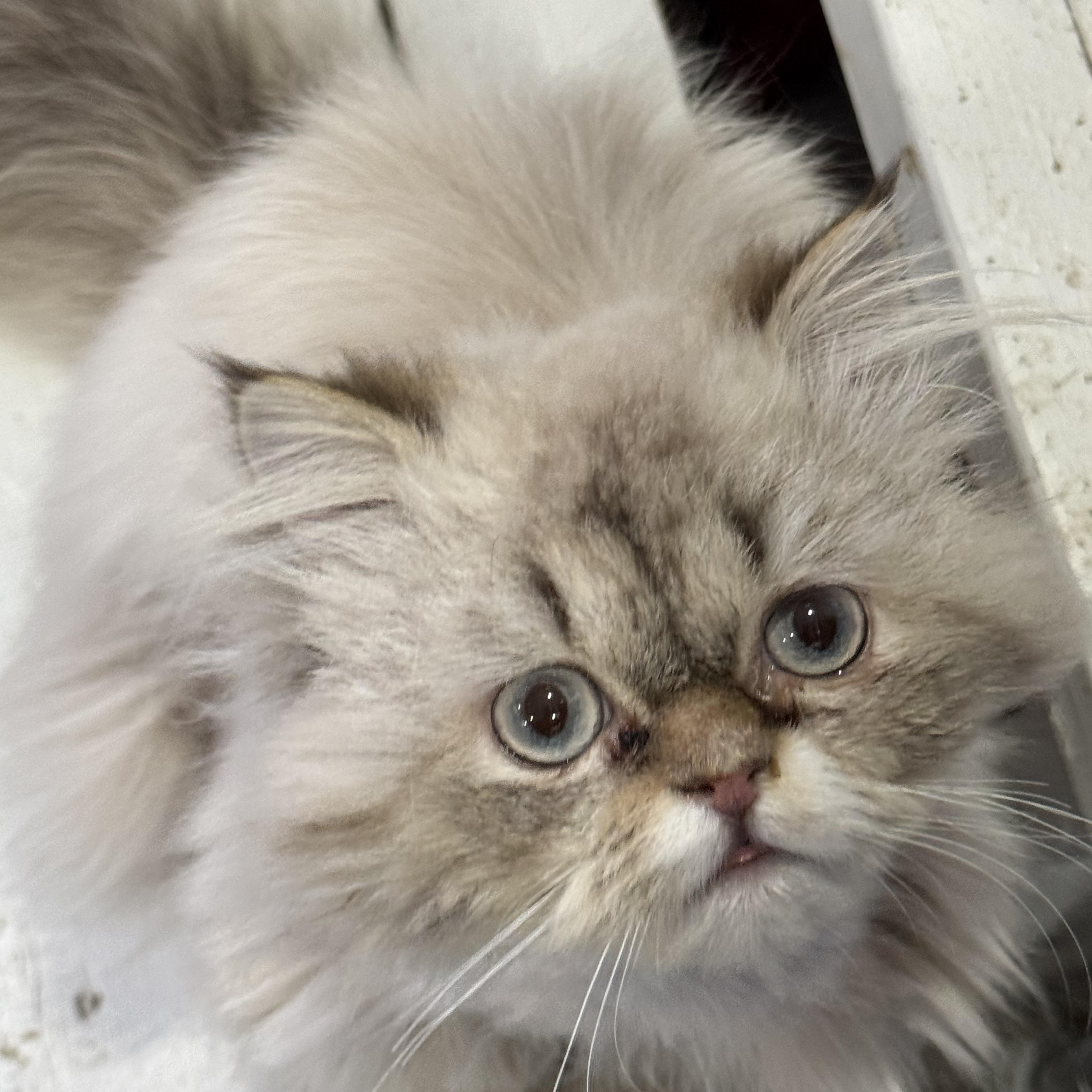 Enlarge Sezar & Bebo - Bianca Giacco, an adopted Persian in Brampton, ON image 5/6
