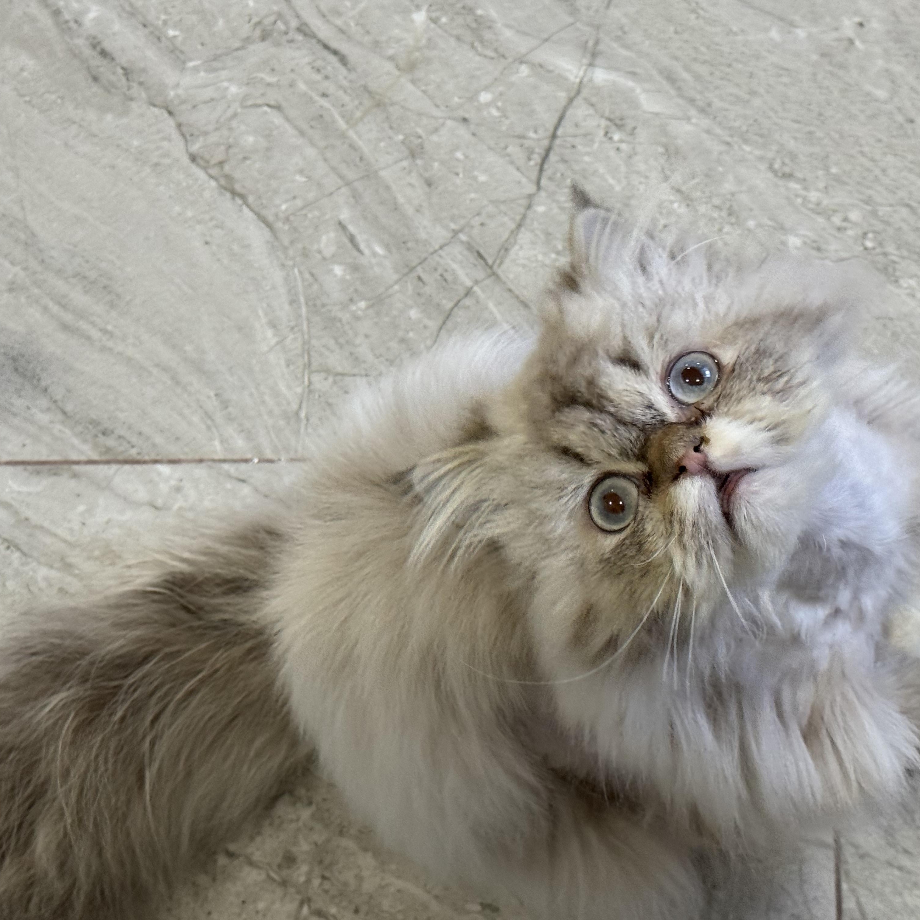 Enlarge Sezar & Bebo - Bianca Giacco, an adopted Persian in Brampton, ON image 3/6