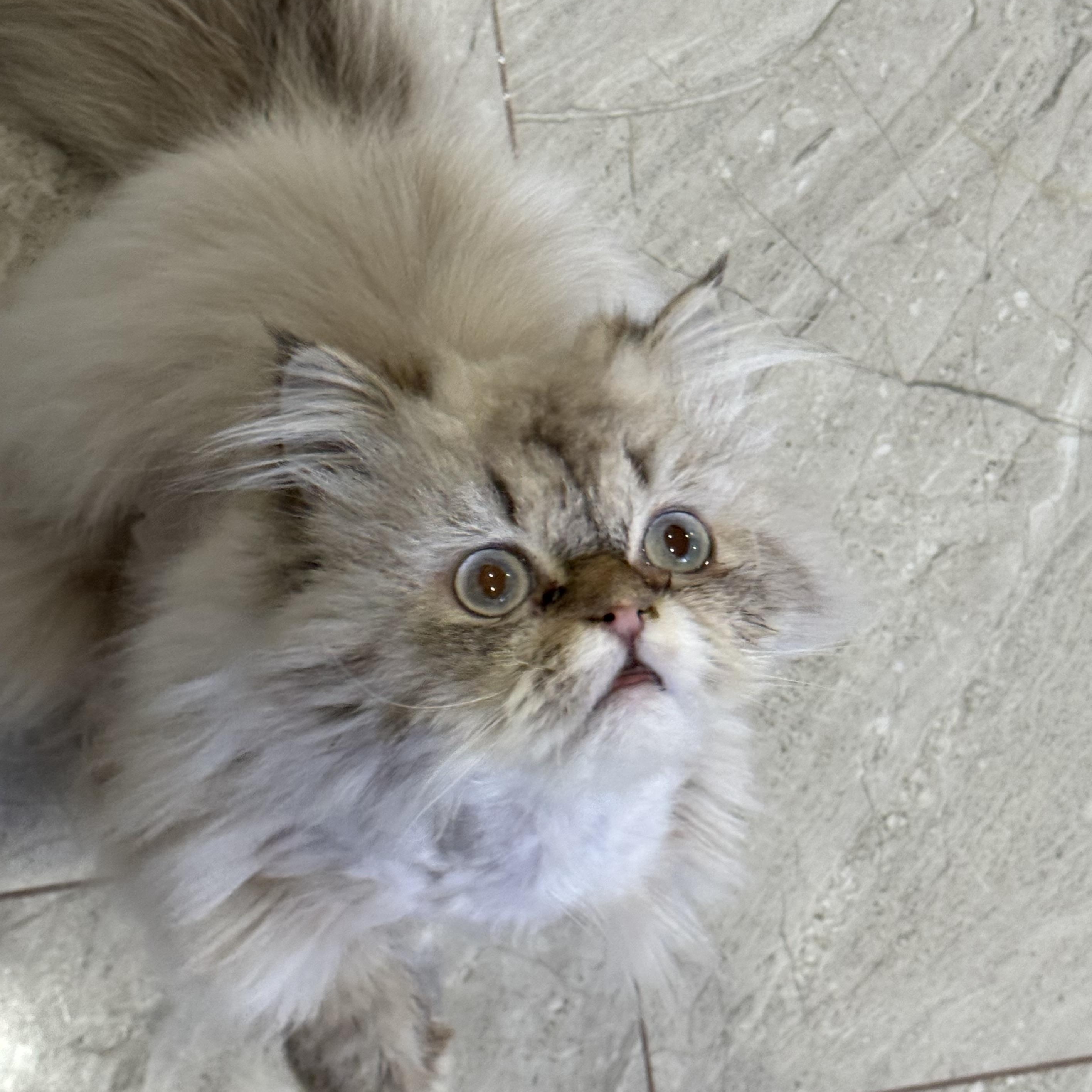 Enlarge Sezar & Bebo - Bianca Giacco, an adopted Persian in Brampton, ON image 2/6