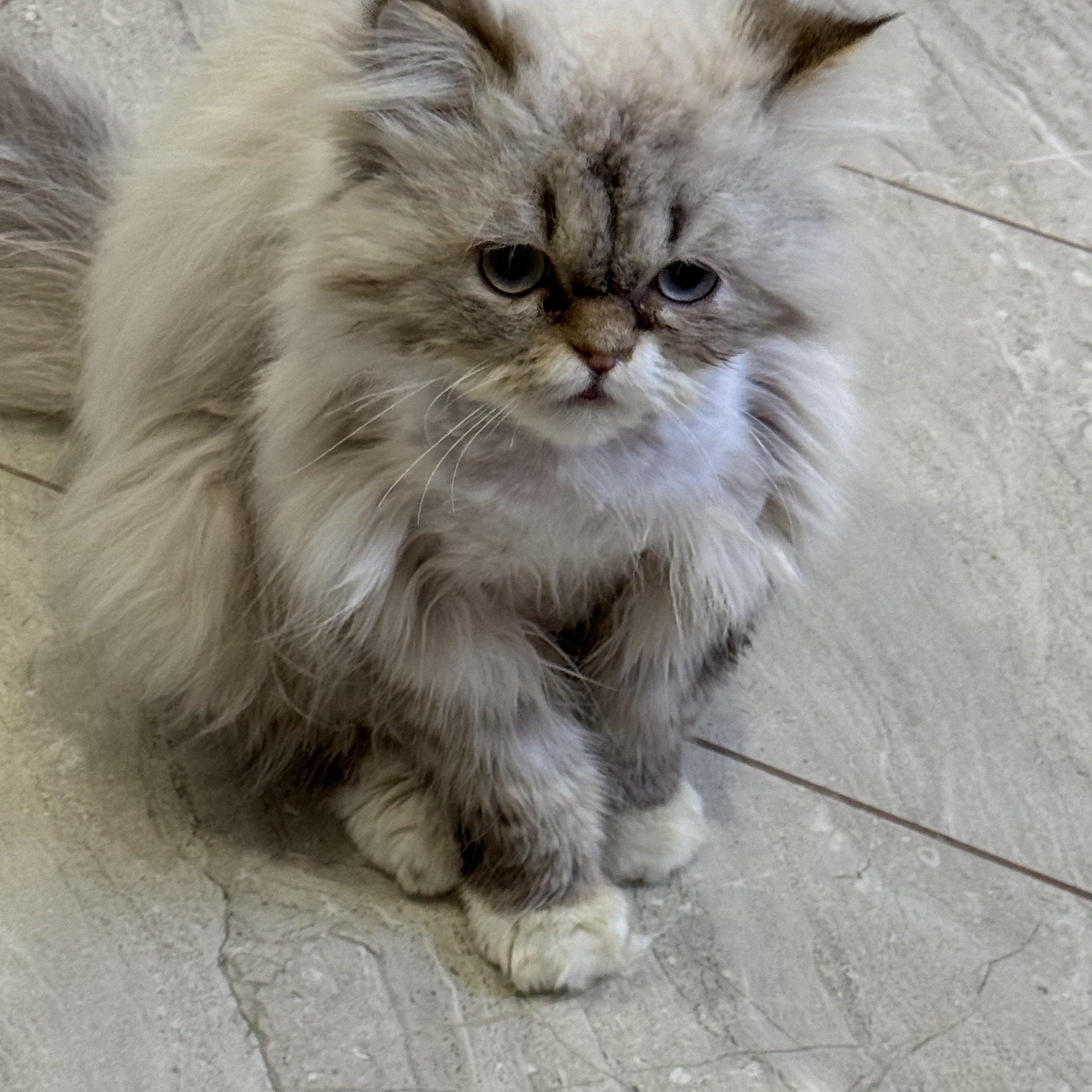 Sezar & Bebo - Bianca Giacco, adopted, Young Male Persian.