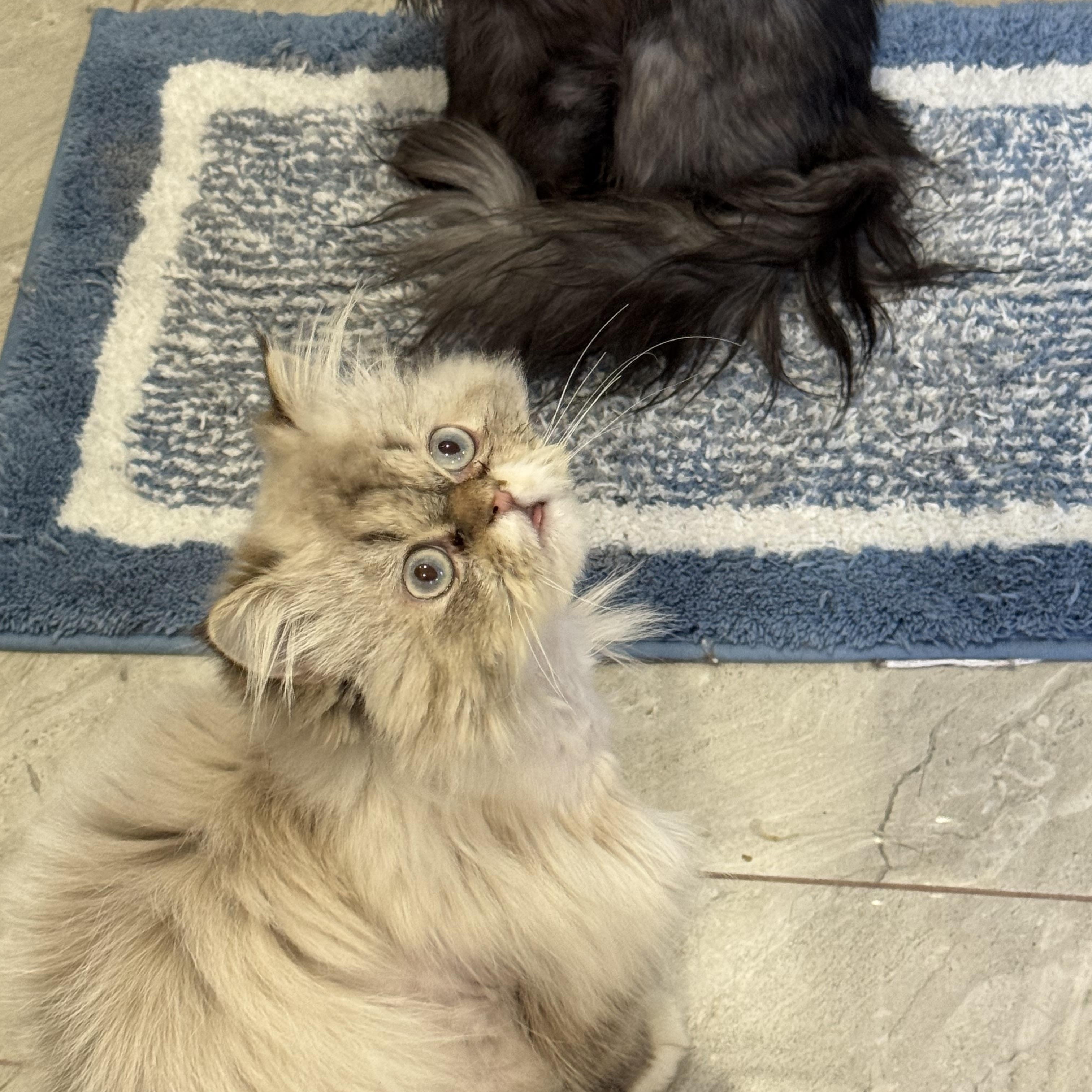 Enlarge Sezar & Bebo - Bianca Giacco, an adopted Persian in Brampton, ON image 4/6