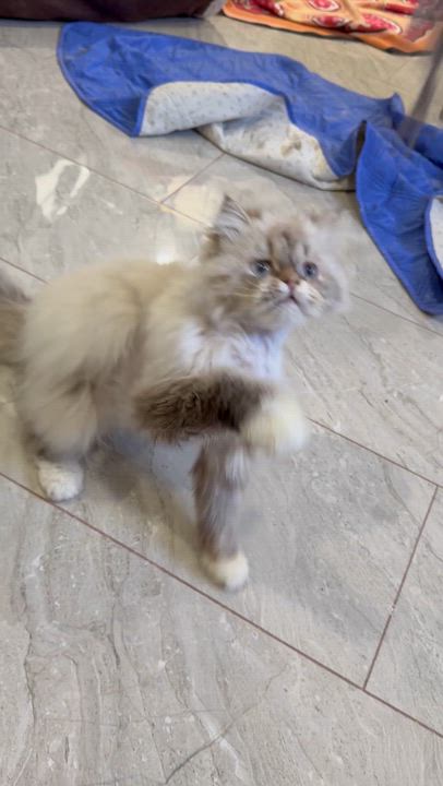 Enlarge Sezar & Bebo - Bianca Giacco, an adopted Persian in Brampton, ON video 6/6