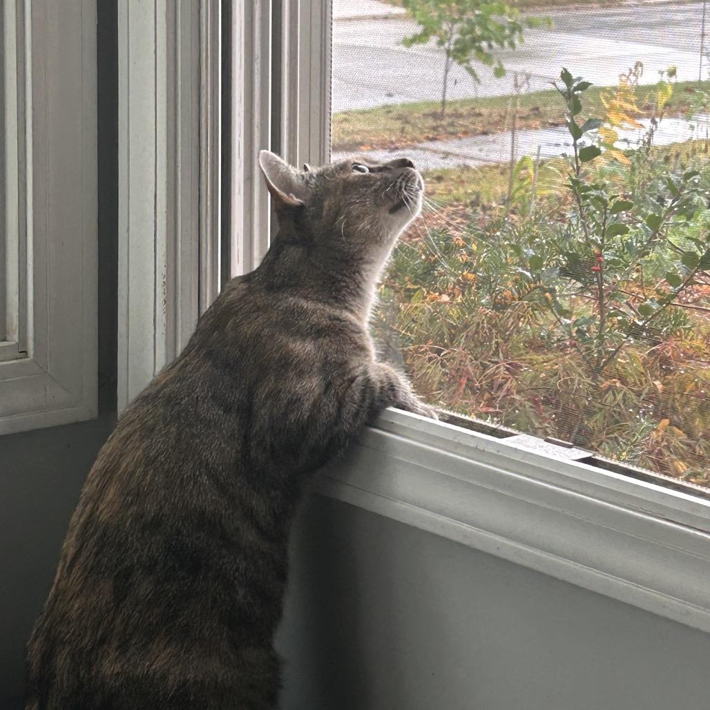 Enlarge Tink, a Adoptable Domestic Short Hair in Ferndale, MI image 1/6