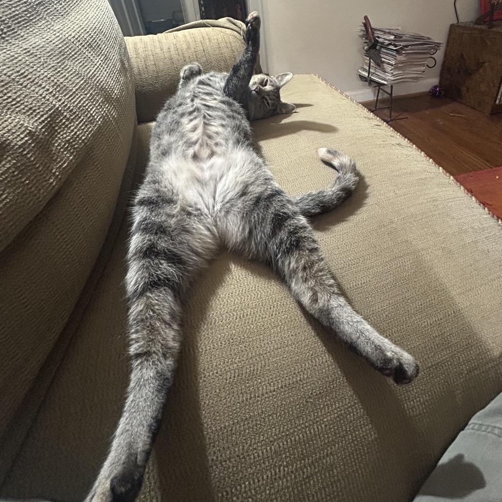 Enlarge Tink, a Adoptable Domestic Short Hair in Ferndale, MI image 2/6