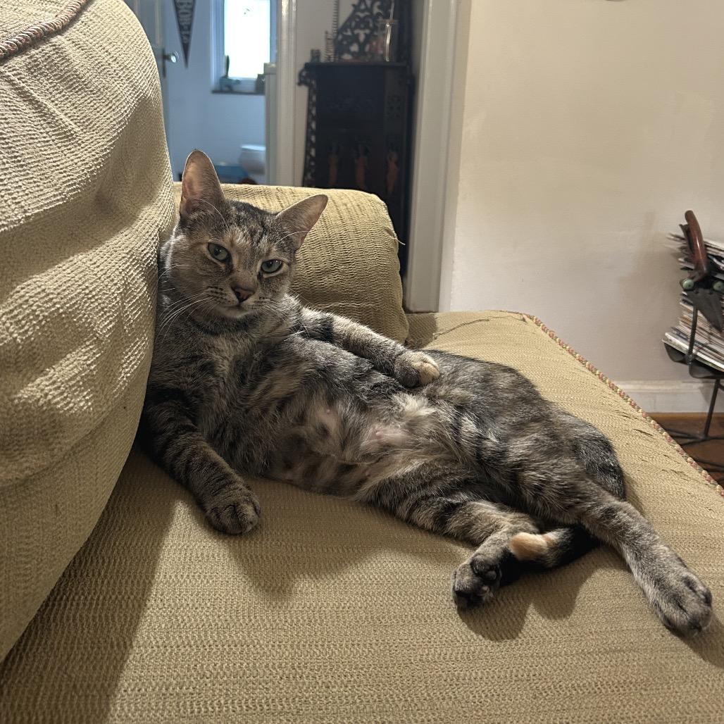 Enlarge Tink, a Adoptable Domestic Short Hair in Ferndale, MI image 3/6