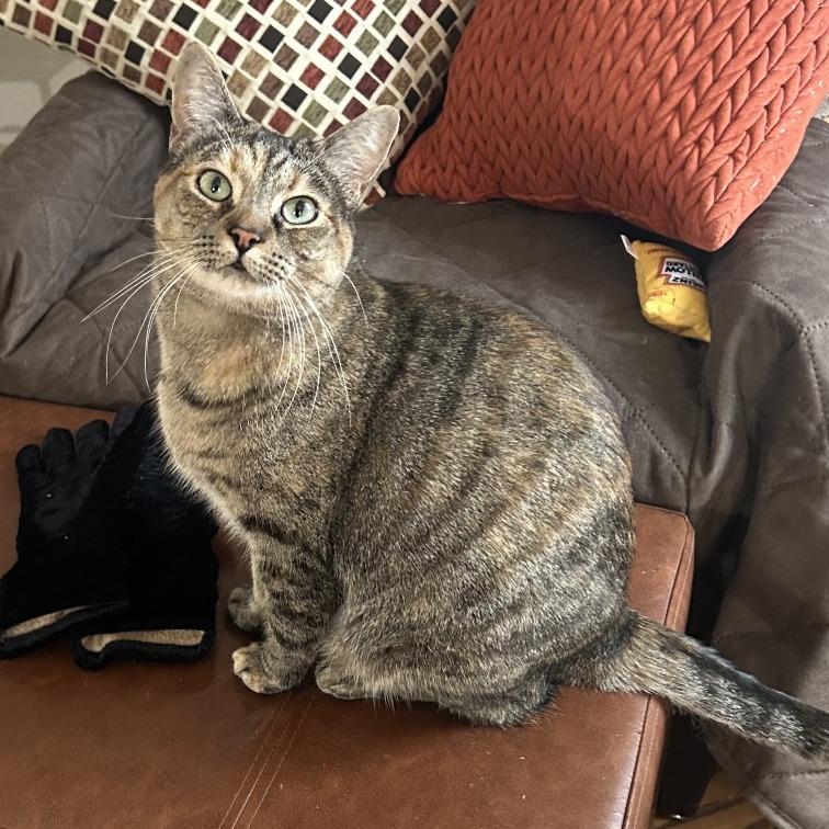 Tink, a Adoptable Domestic Short Hair in Ferndale, MI image 4/6