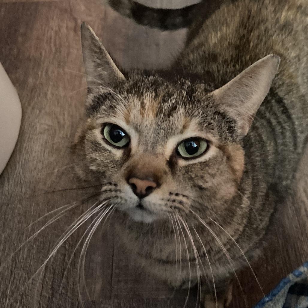 Enlarge Tink, a Adoptable Domestic Short Hair in Ferndale, MI image 4/6