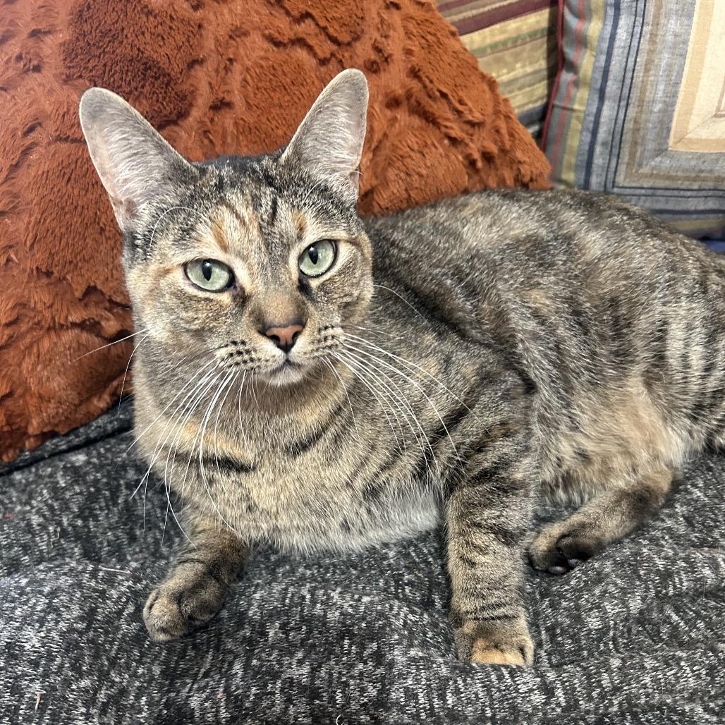 Enlarge Tink, a Adoptable Domestic Short Hair in Ferndale, MI image 5/6