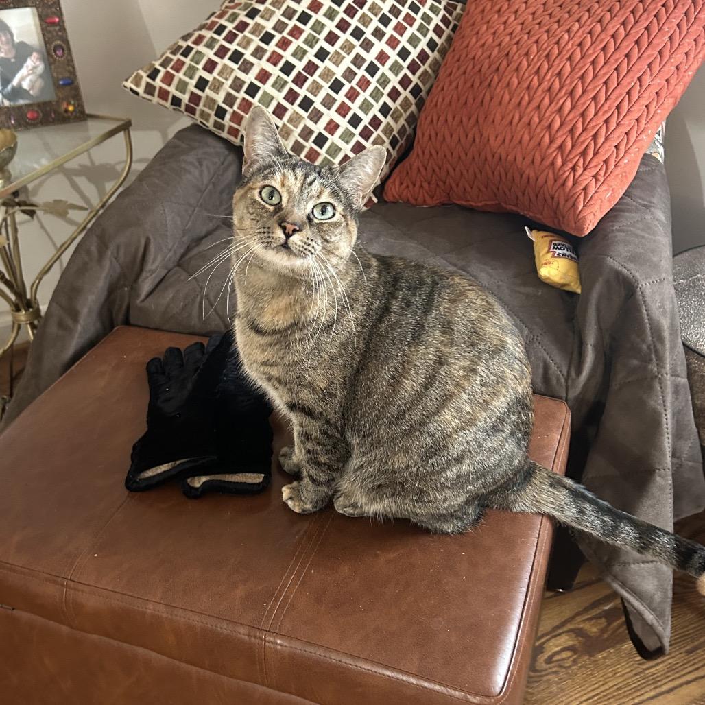 Tink — thumbnail 6