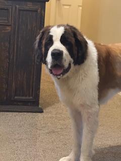 Enlarge Izzy, a Adoptable Saint Bernard in McKinney, TX image 2/3