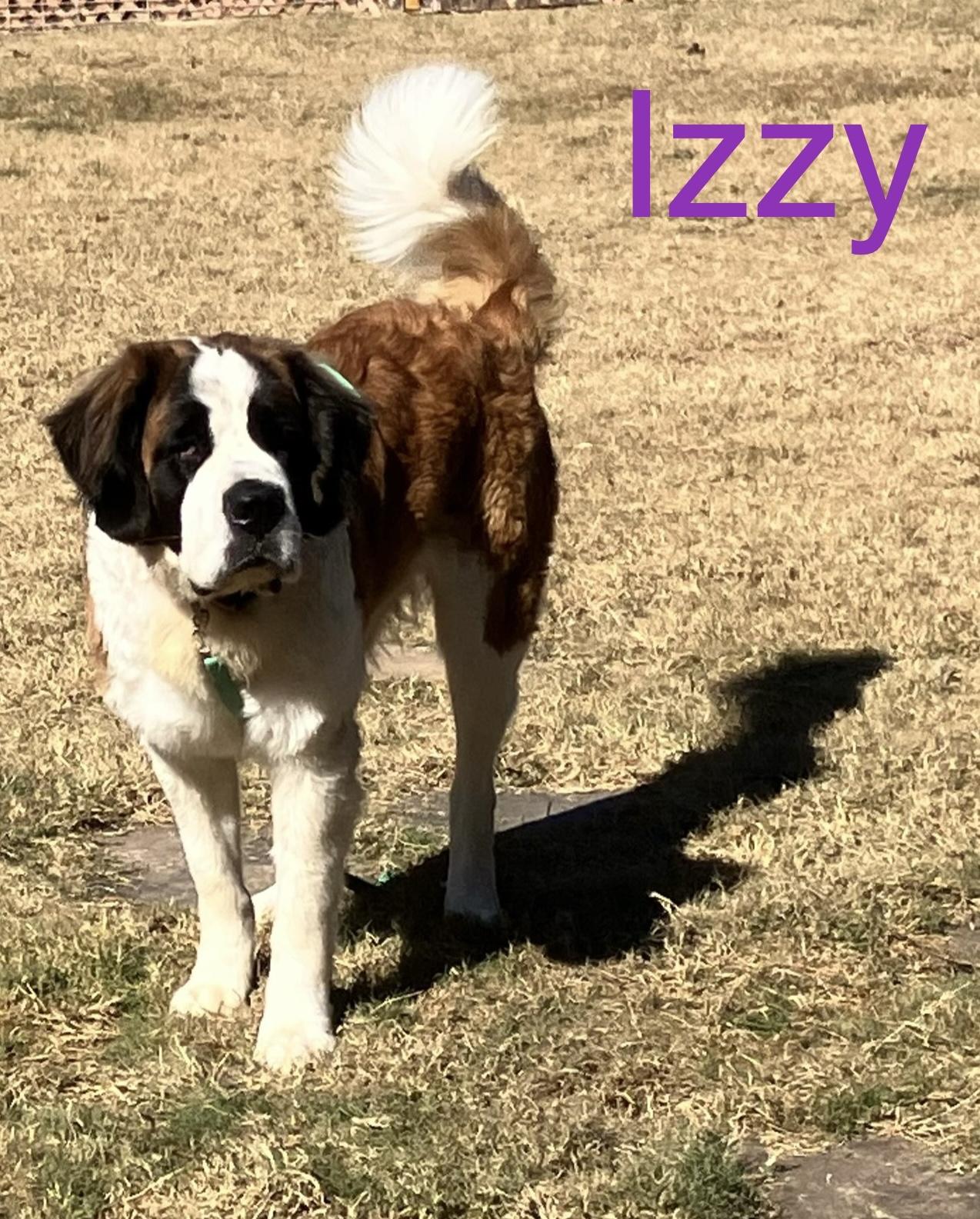 Izzy, Adoptable, Adult Female Saint Bernard.