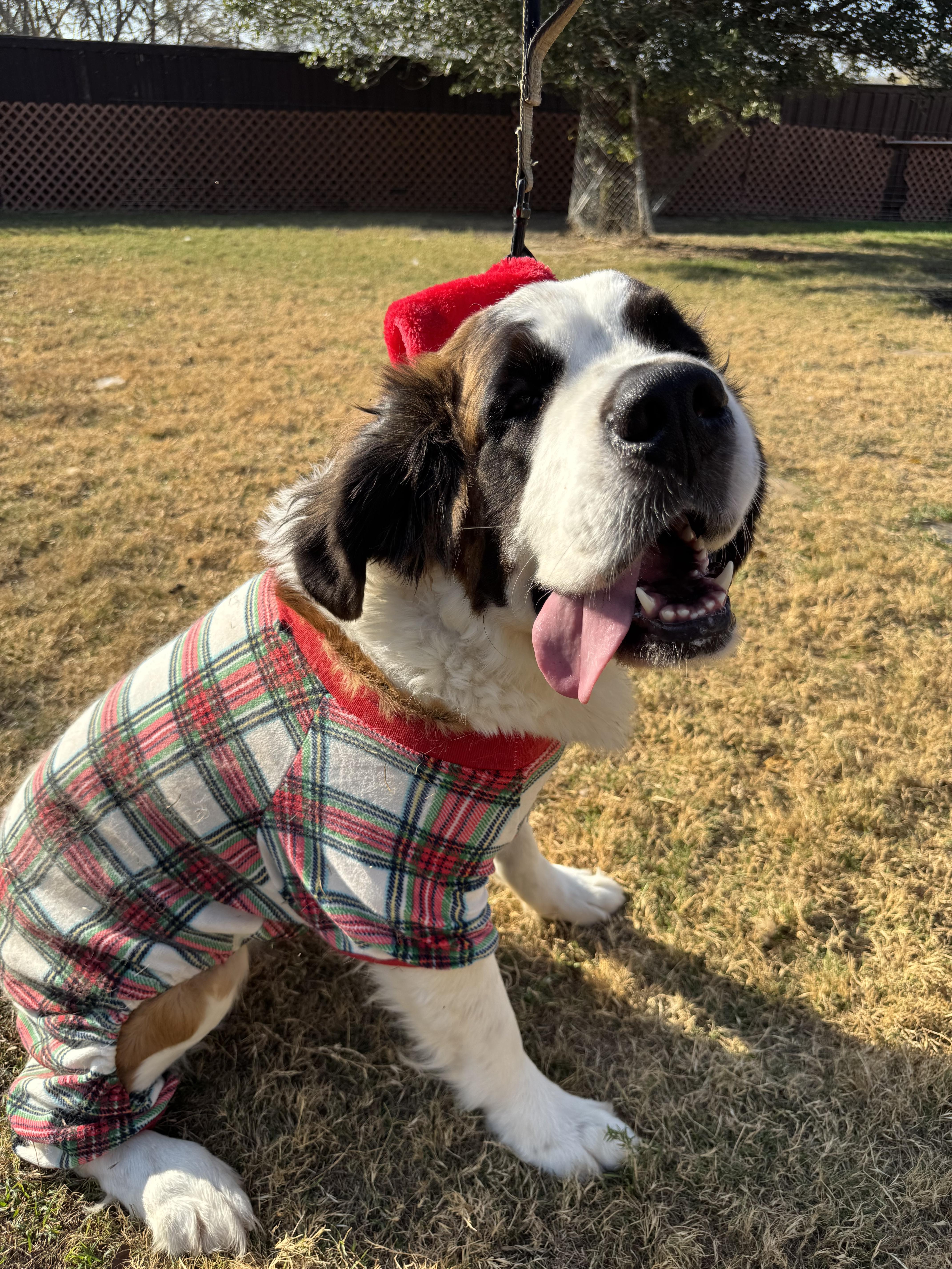 Enlarge Izzy, a Adoptable Saint Bernard in McKinney, TX image 3/3