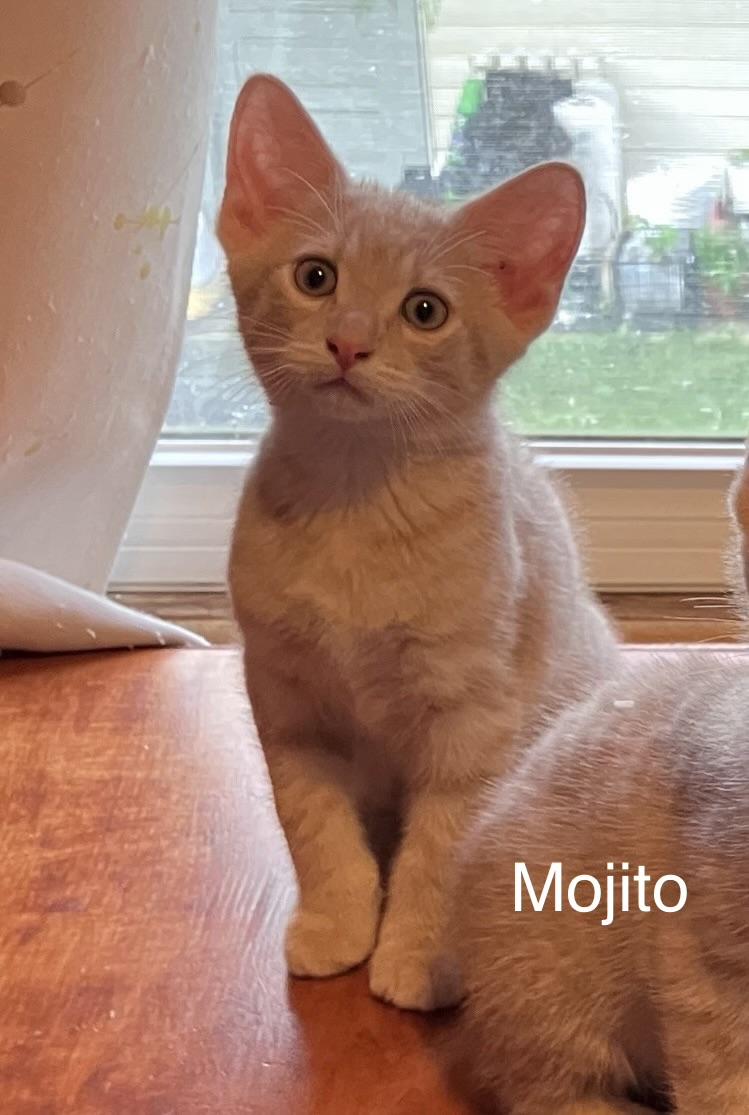 Mojito, ADOPTABLE, Kitten Male Domestic Short Hair.