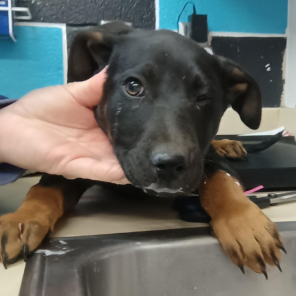 Enlarge North, a Adoptable mixed breed in Ardmore, OK image 1/1