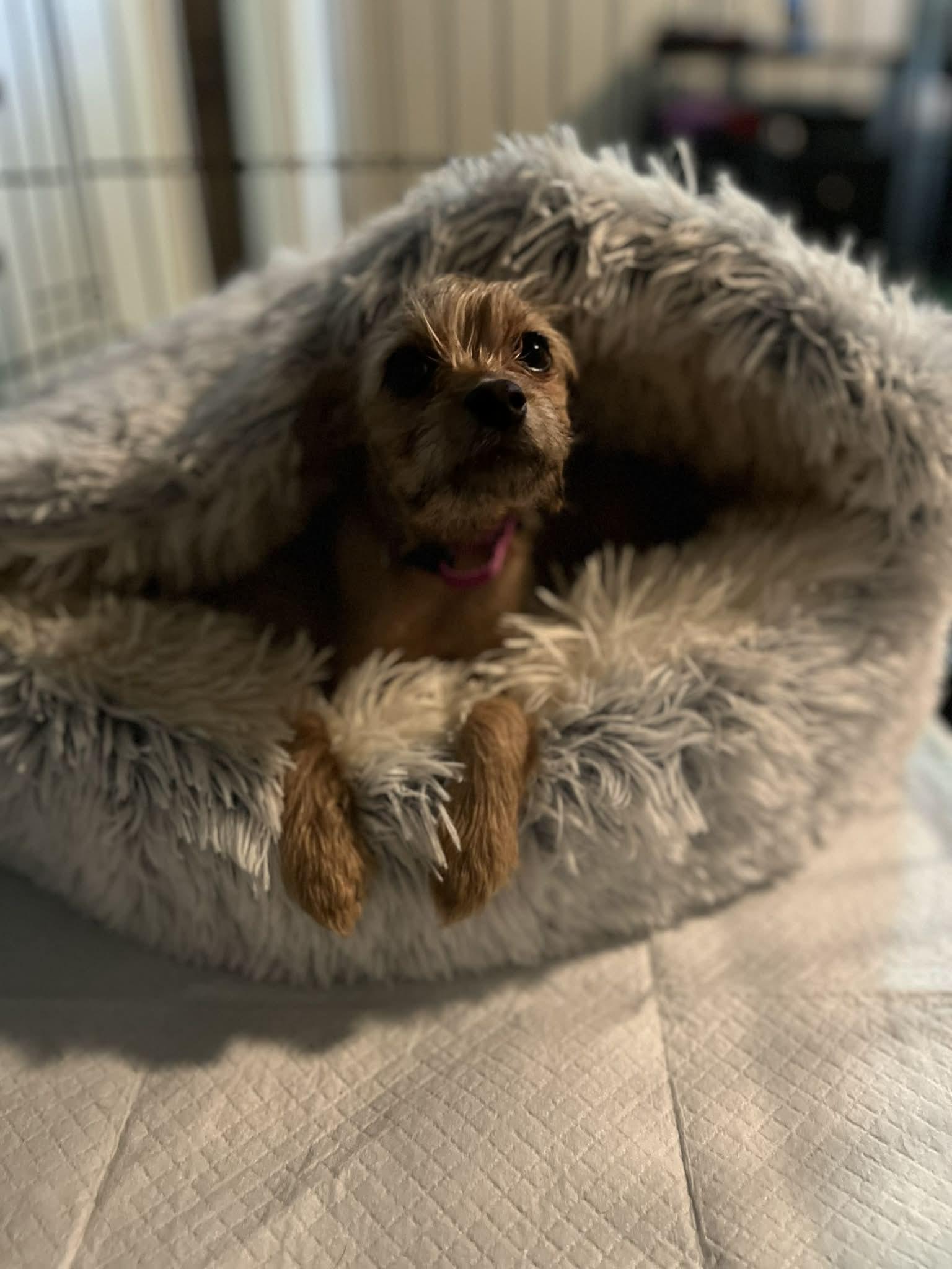 MaeMae, a Adopted mixed breed in Visalia, CA image 1/3