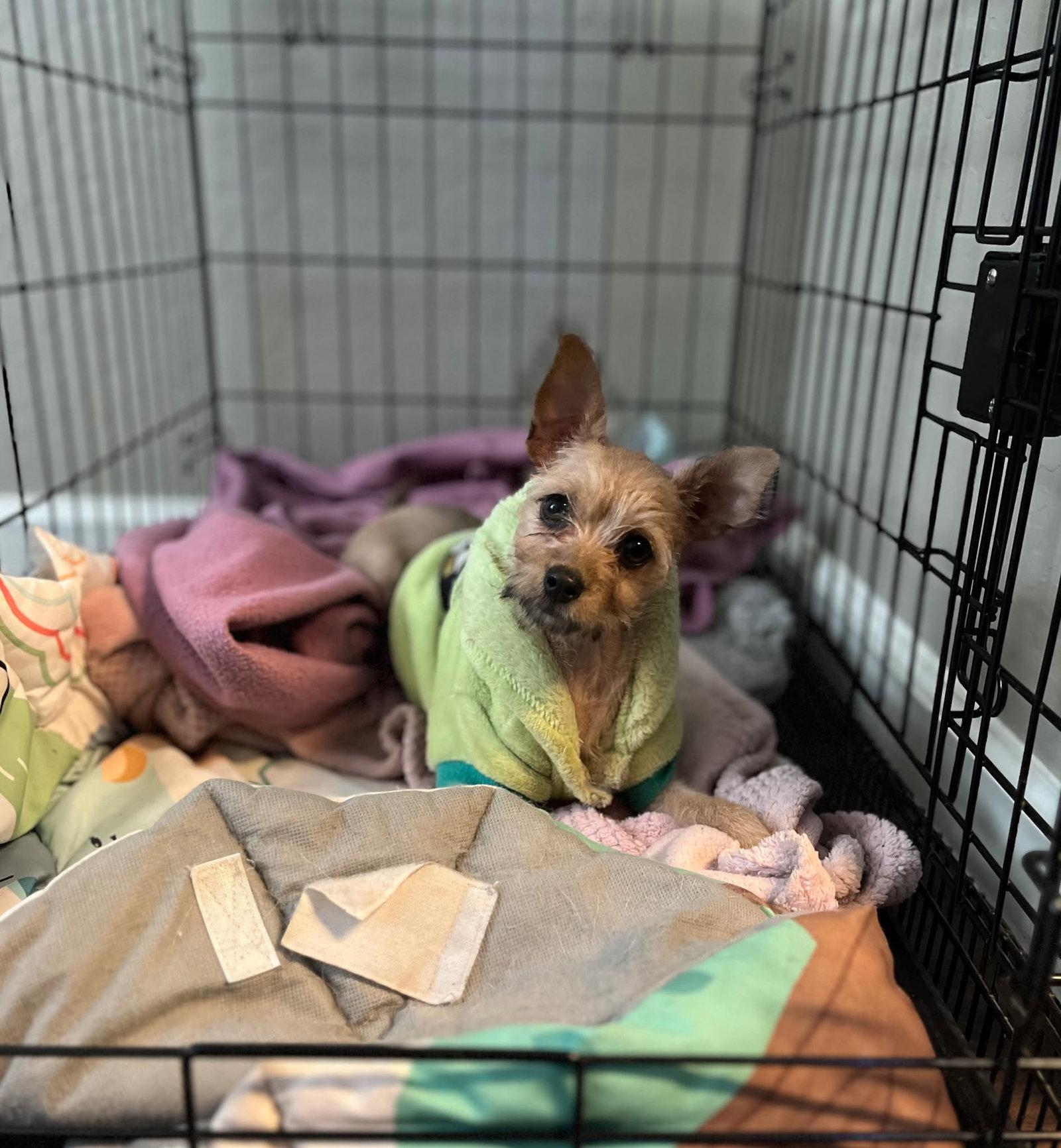 MaeMae, a Adopted mixed breed in Visalia, CA image 3/3