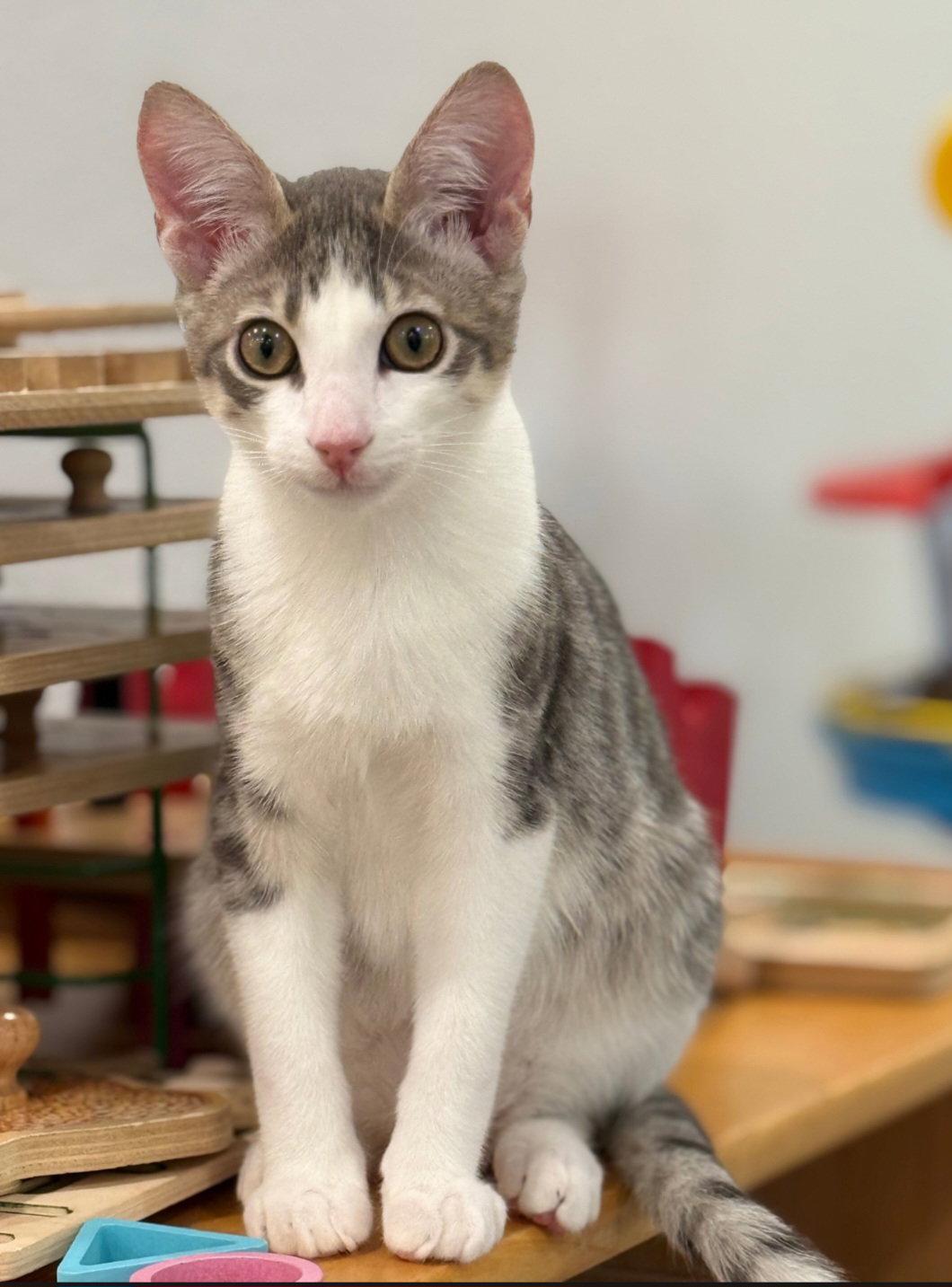 Enlarge Tiger, a Adoptable mixed breed in Campbell, CA image 1/3