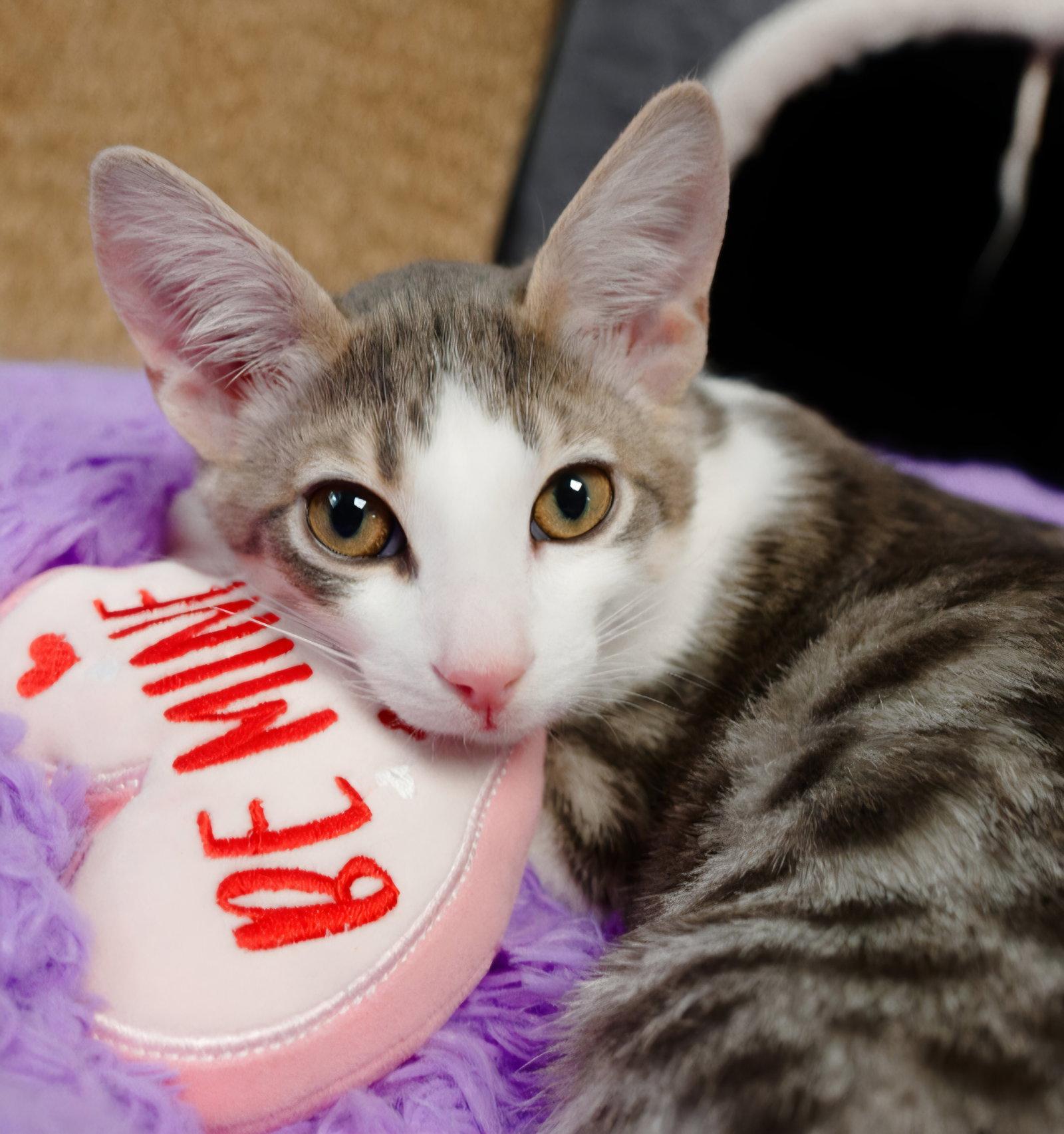 Enlarge Tiger, a Adoptable mixed breed in Campbell, CA image 2/3