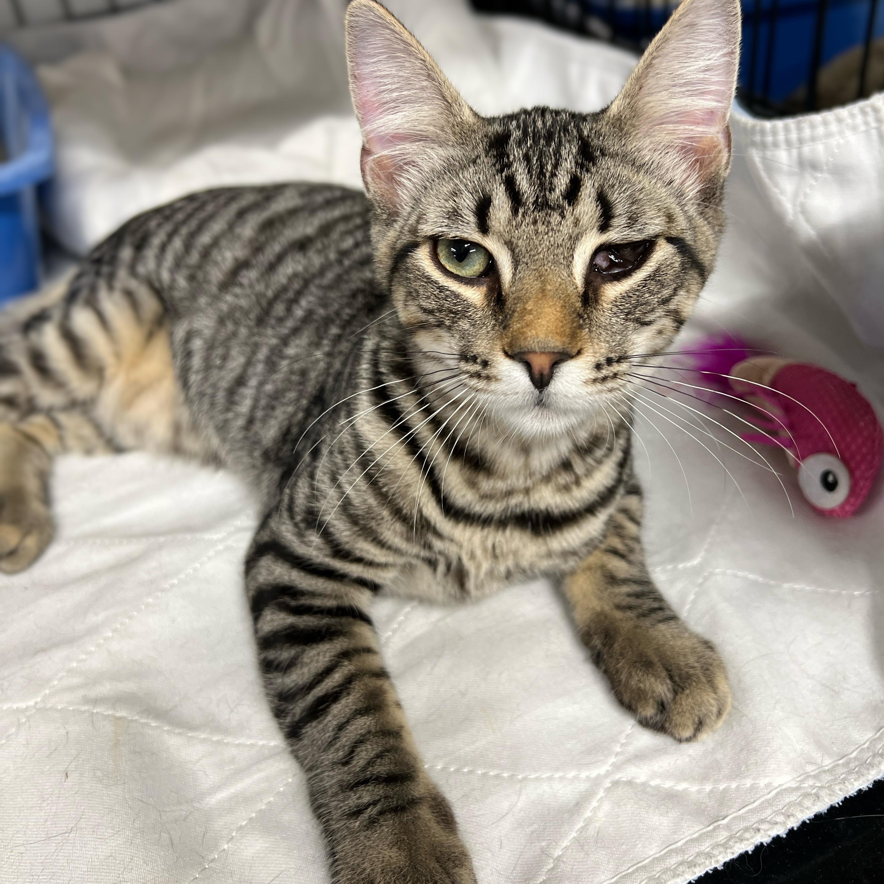 Pooh, adopted, Young Male Domestic Short Hair & Tabby.