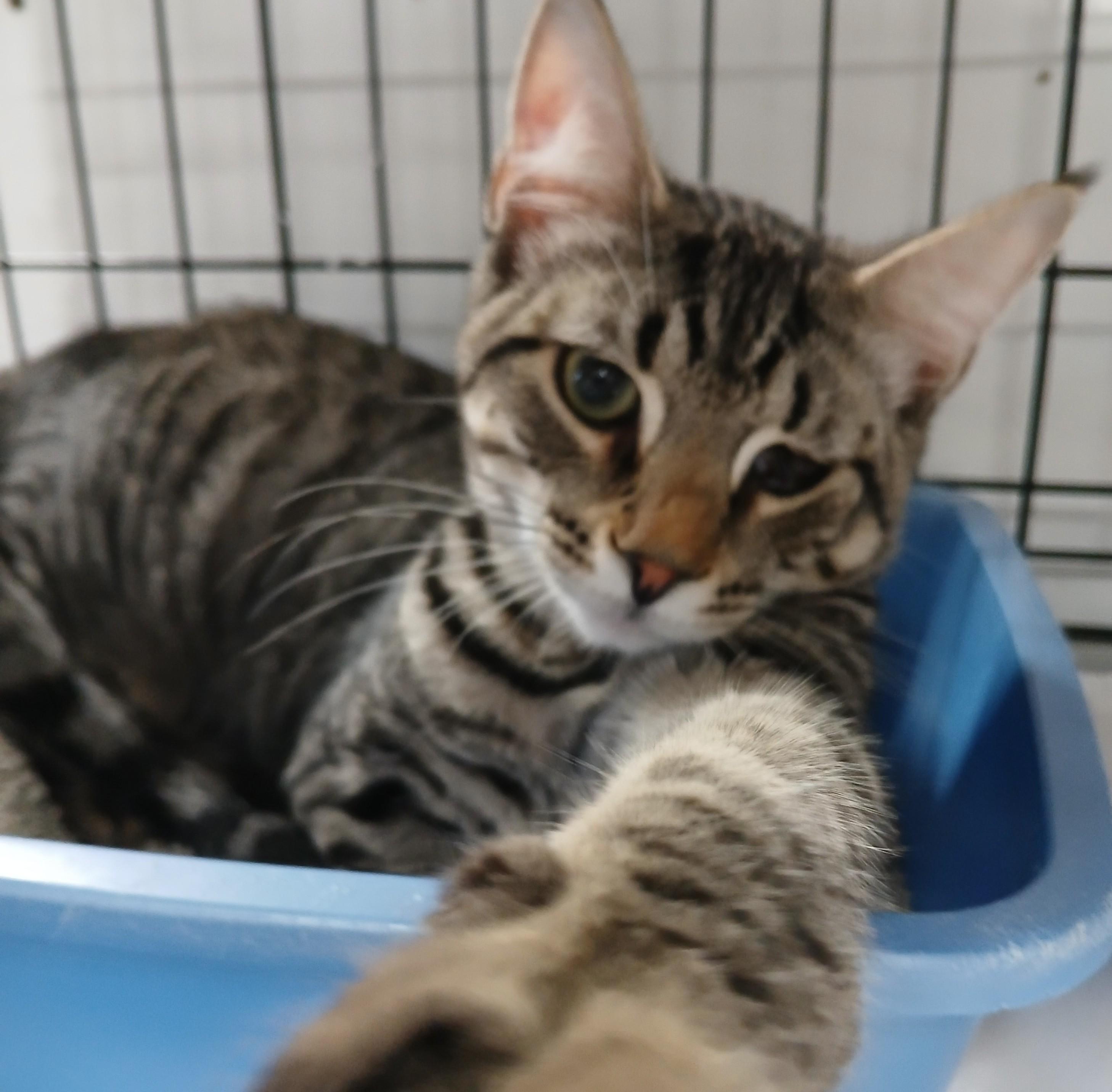 Enlarge Pooh, an adopted mixed breed in Germansville, PA image 3/4