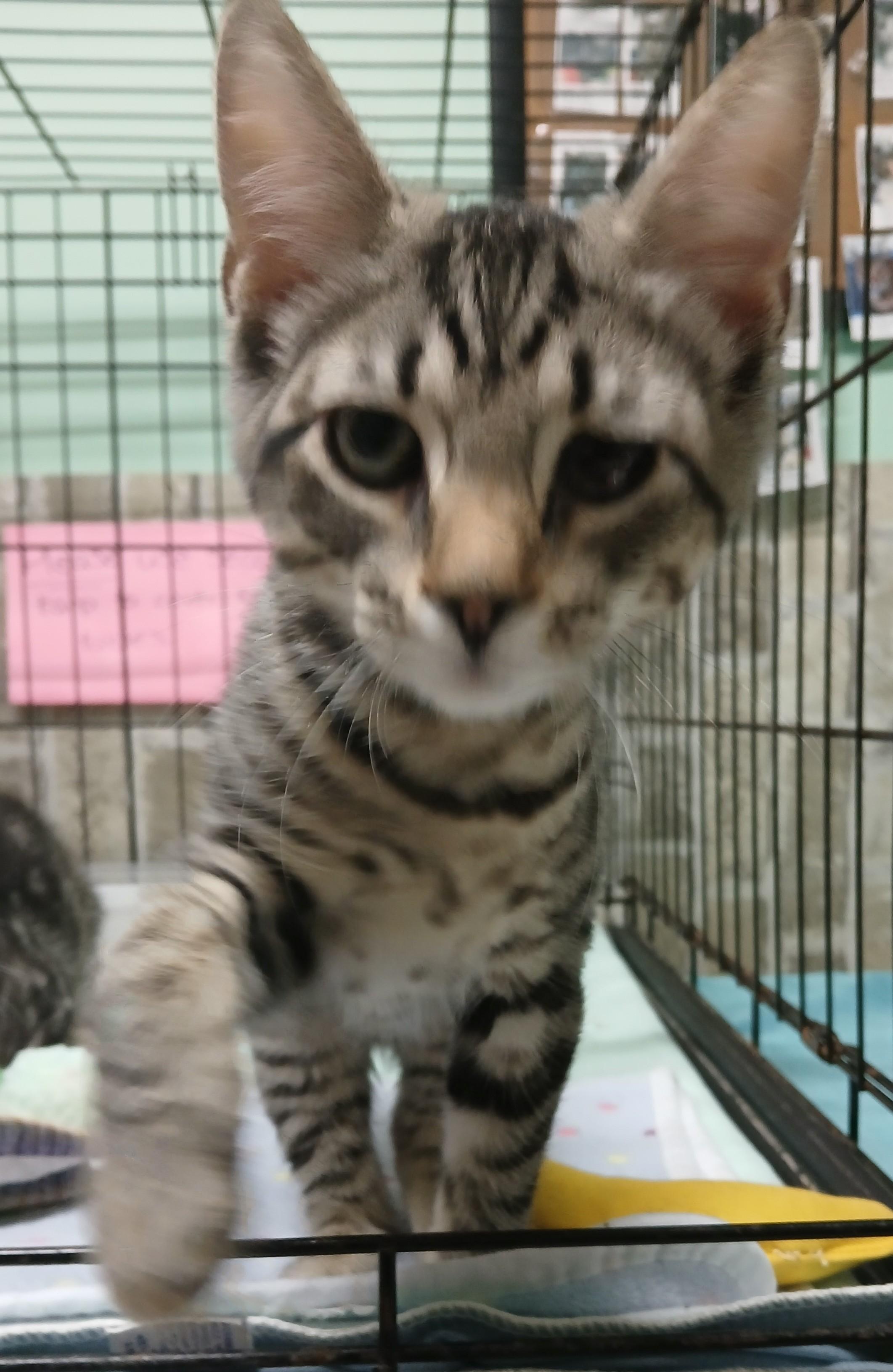 Enlarge Pooh, an adopted mixed breed in Germansville, PA image 4/4