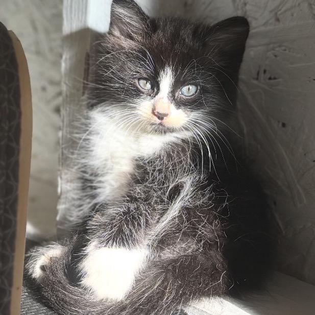 Enlarge Jagger A26-114, a Adoptable Domestic Short Hair in SANTA ROSA BEACH, FL image 1/1