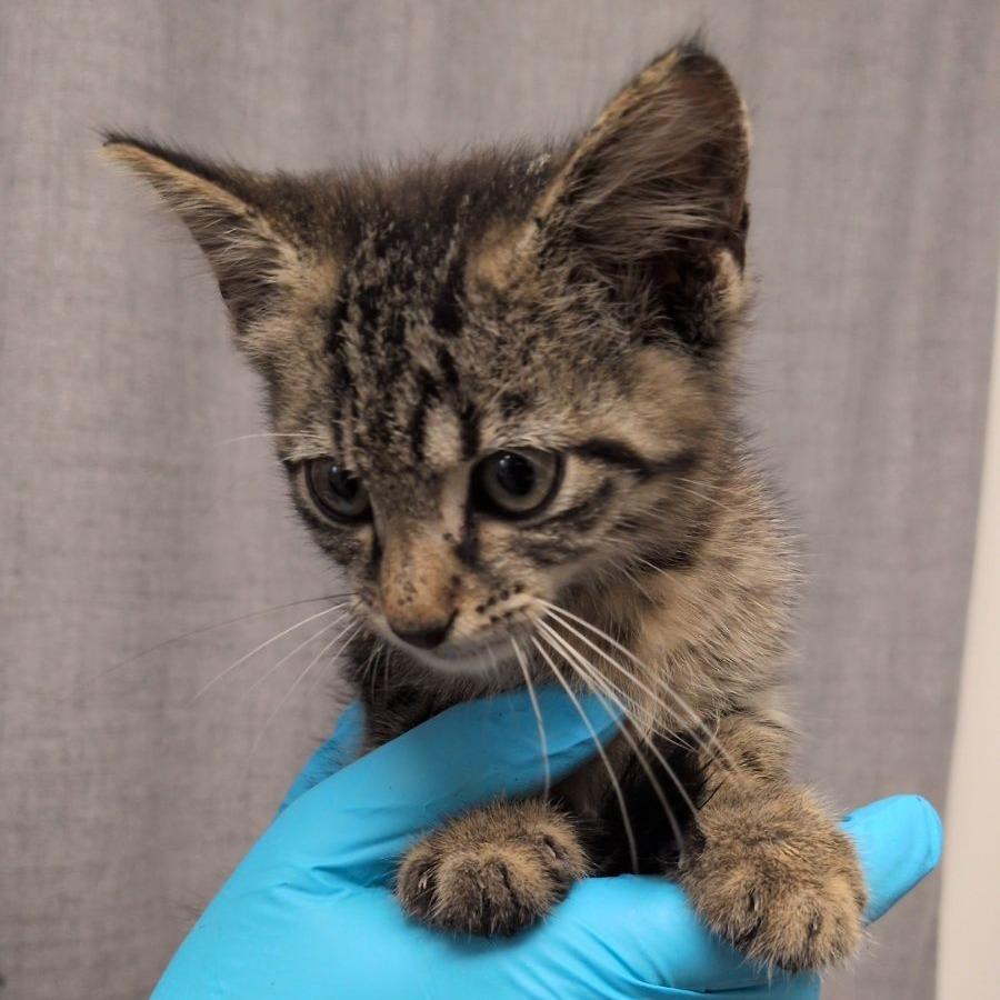 Gecko, a Adoptable mixed breed in Hattiesburg, MS image 2/2