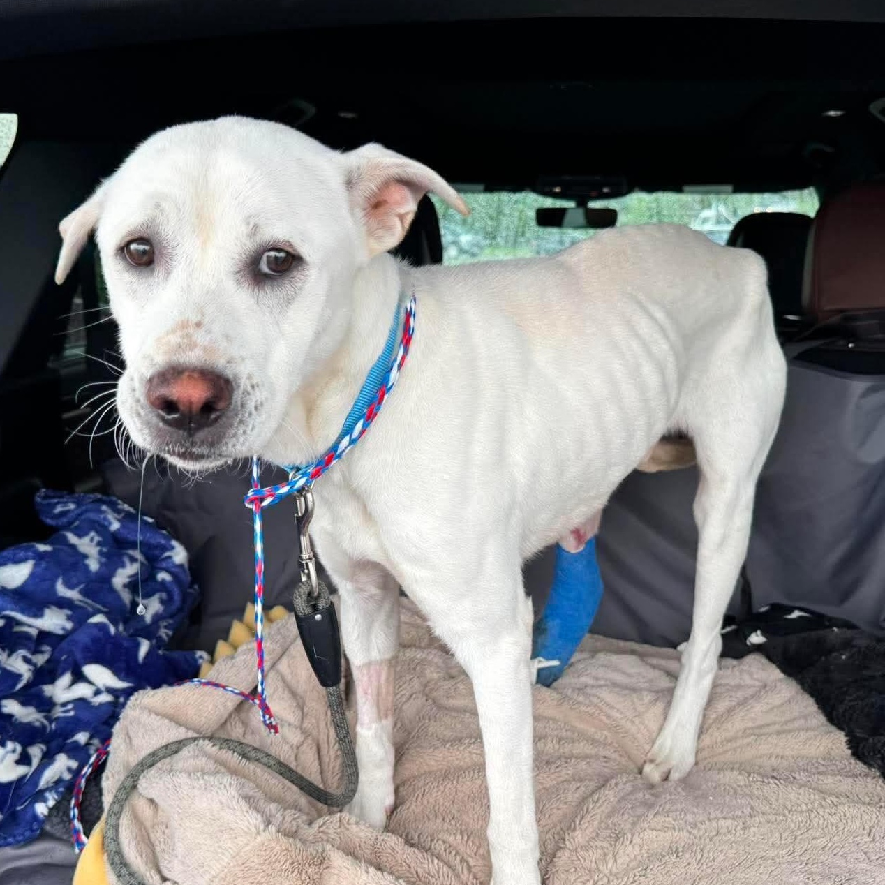 Bradley Tres, ADOPTABLE, Young Male Labrador Retriever & Shepherd.