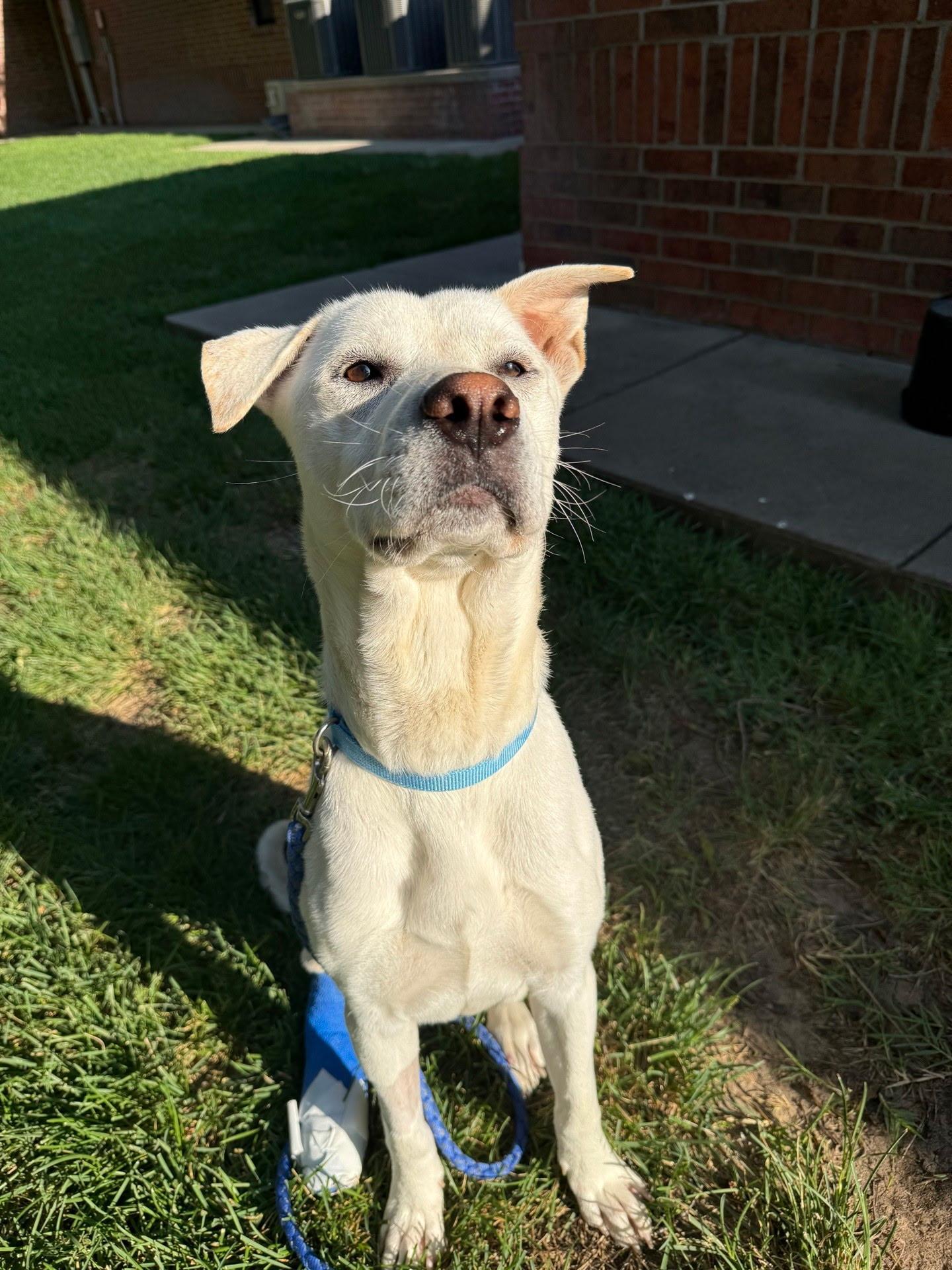 Enlarge Bradley Tres, a ADOPTABLE mixed breed in Omaha, NE image 2/4