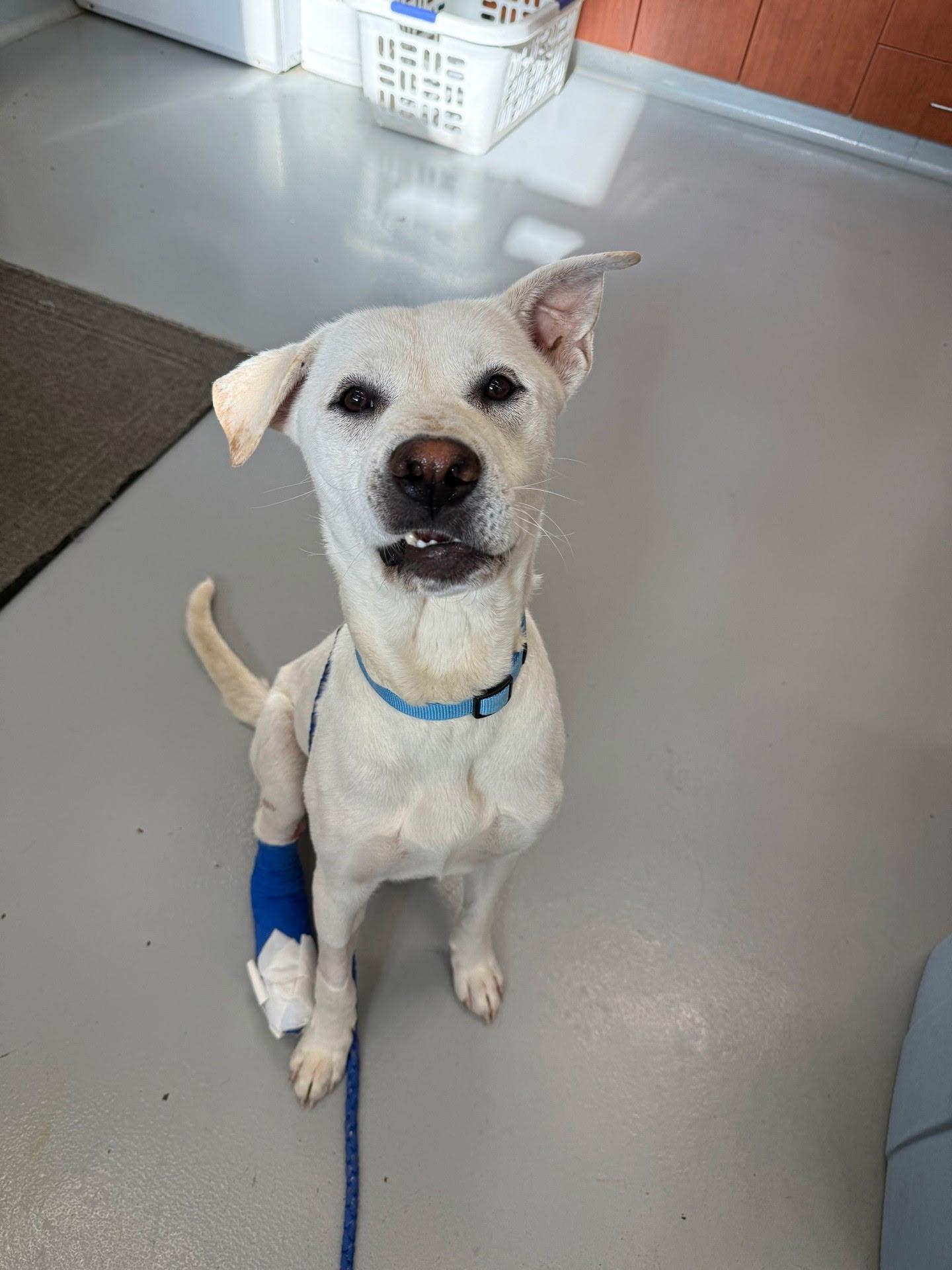 Enlarge Bradley Tres, a ADOPTABLE mixed breed in Omaha, NE image 3/4