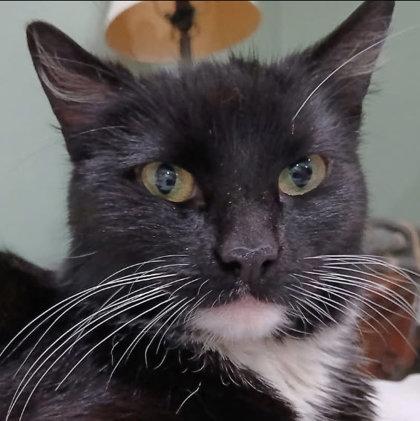 Traveler, Adoptable, Adult Female Domestic Short Hair & Domestic Short Hair.