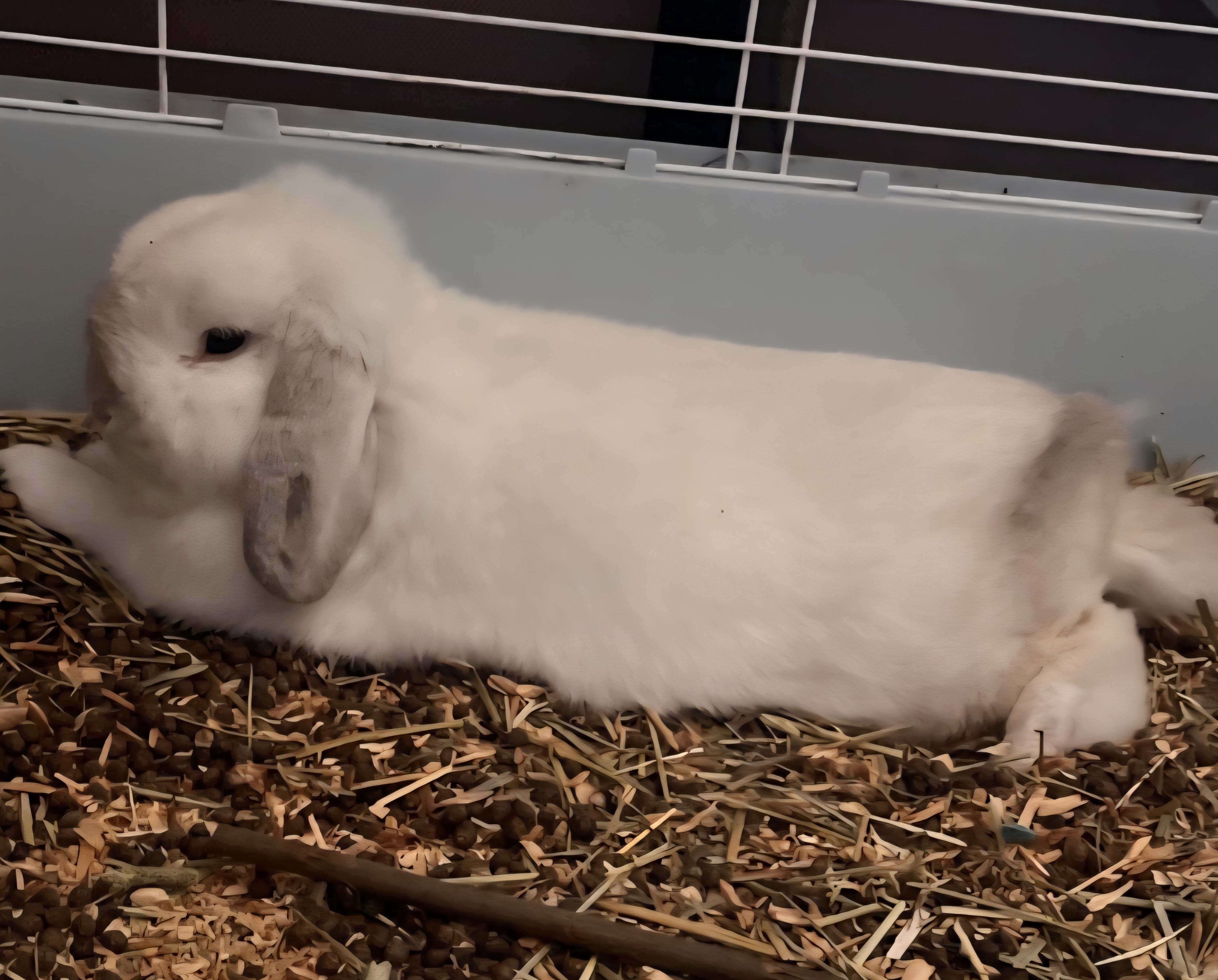 Enlarge Bunny, a Adopted Holland Lop in Fairview Park, OH image 1/1