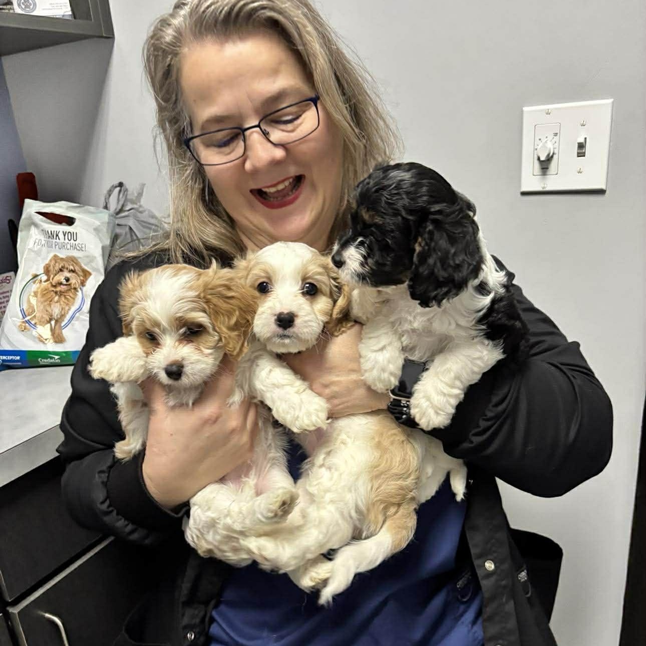 Enlarge Minka, an adopted Cavalier King Charles Spaniel in Homer Glen, IL image 5/6
