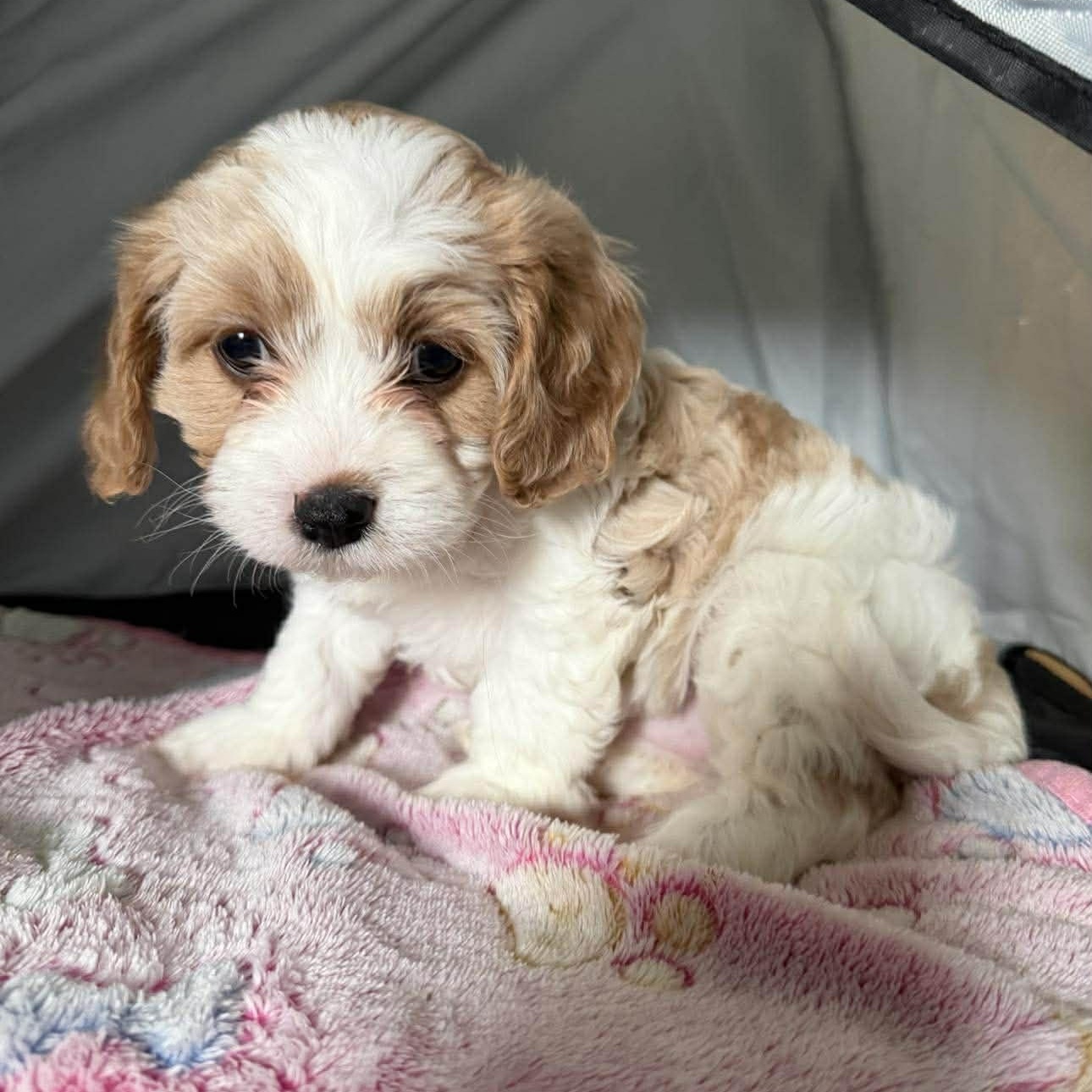 Enlarge Minka, an adopted Cavalier King Charles Spaniel in Homer Glen, IL image 3/6