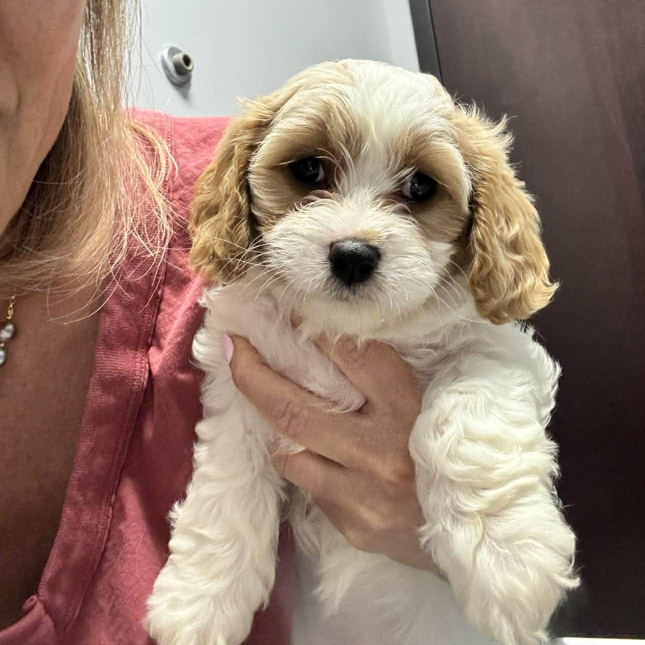 Enlarge Minka, an adopted Cavalier King Charles Spaniel in Homer Glen, IL image 4/6