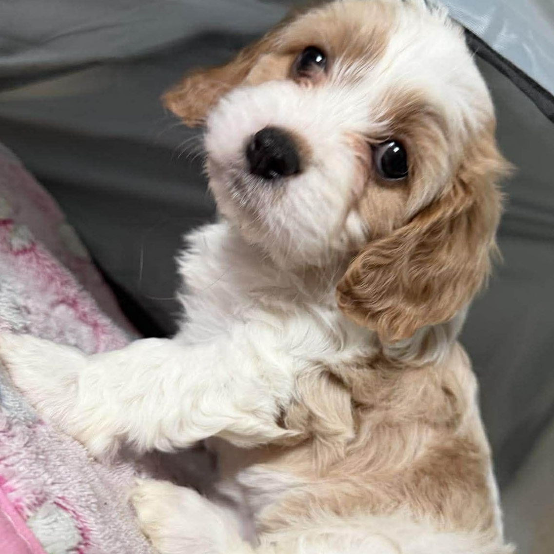 Enlarge Minka, an adopted Cavalier King Charles Spaniel in Homer Glen, IL image 2/6