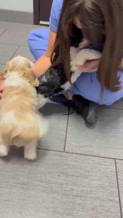 Enlarge Minka, an adopted Cavalier King Charles Spaniel in Homer Glen, IL video 6/6