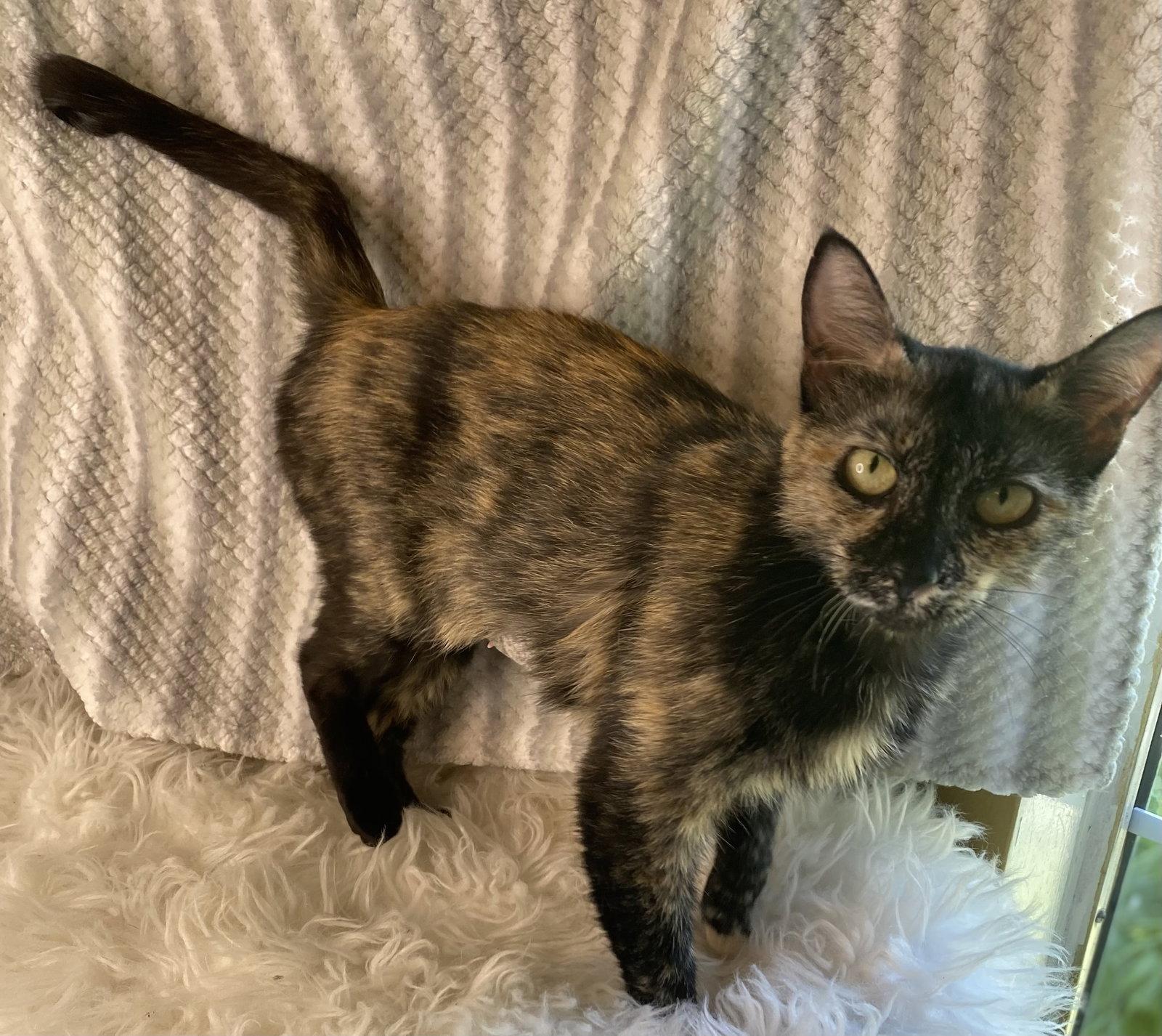 Junia - SEE ME @ PETCO!, Adoptable, Adult Female Domestic Short Hair & Tortoiseshell.