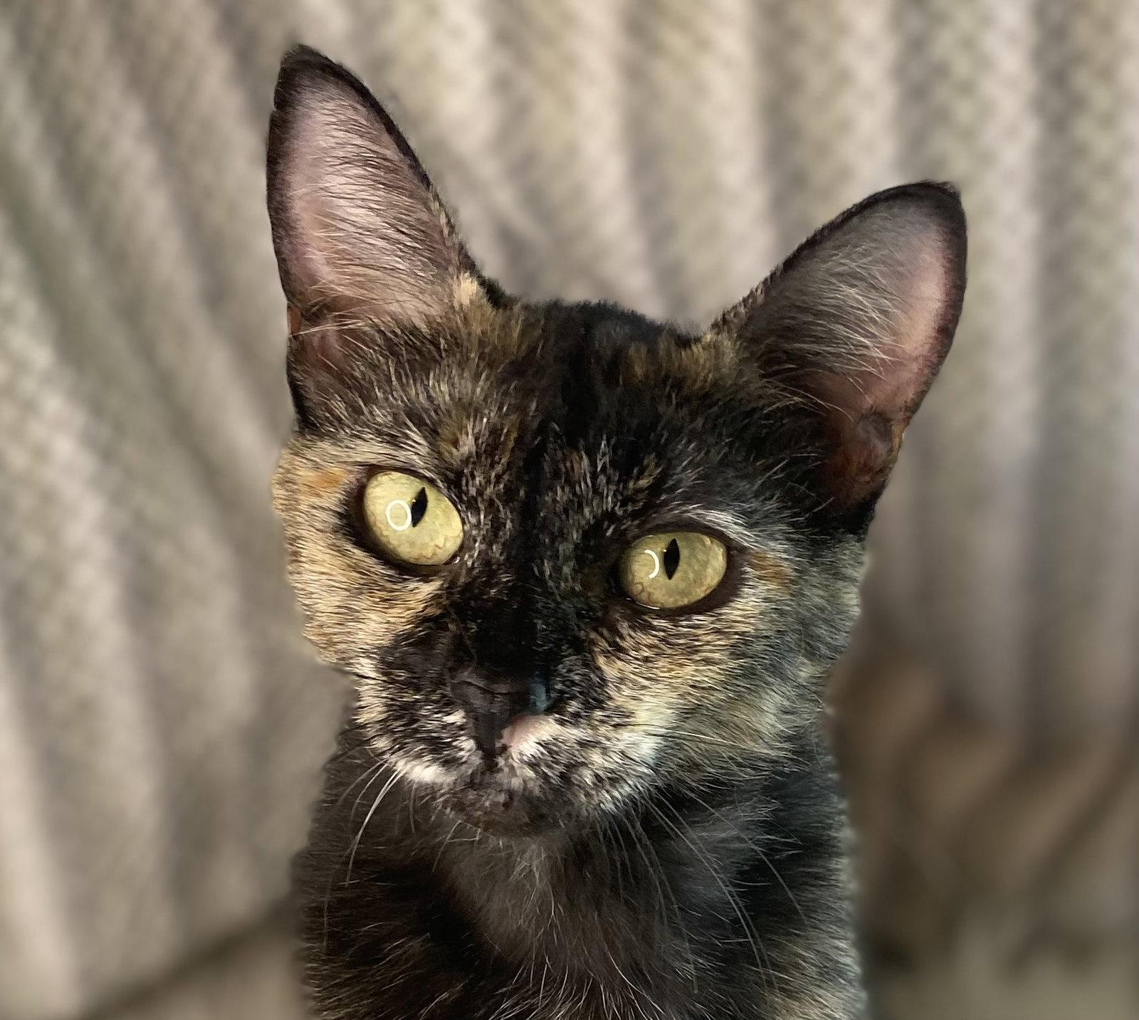 Junia - SEE ME @ PETCO!, a Adoptable mixed breed in Cookeville, TN image 2/3