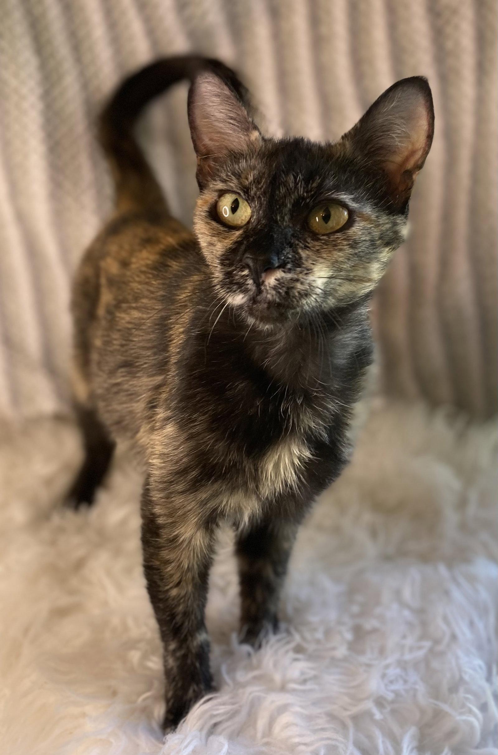 Junia - SEE ME @ PETCO!, a Adoptable mixed breed in Cookeville, TN image 3/3