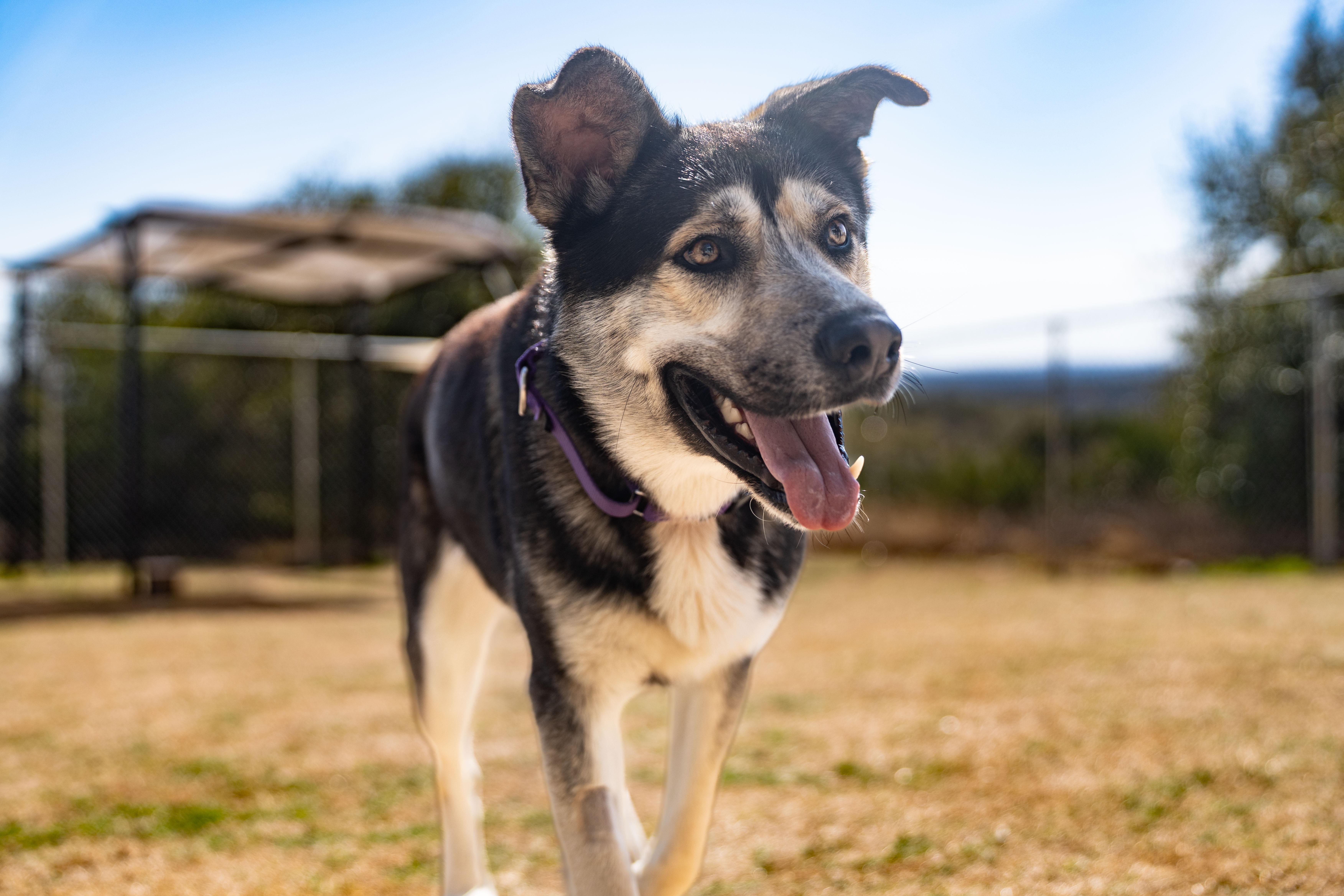 Orion, a ADOPTABLE mixed breed in Dripping Springs, TX image 2/2