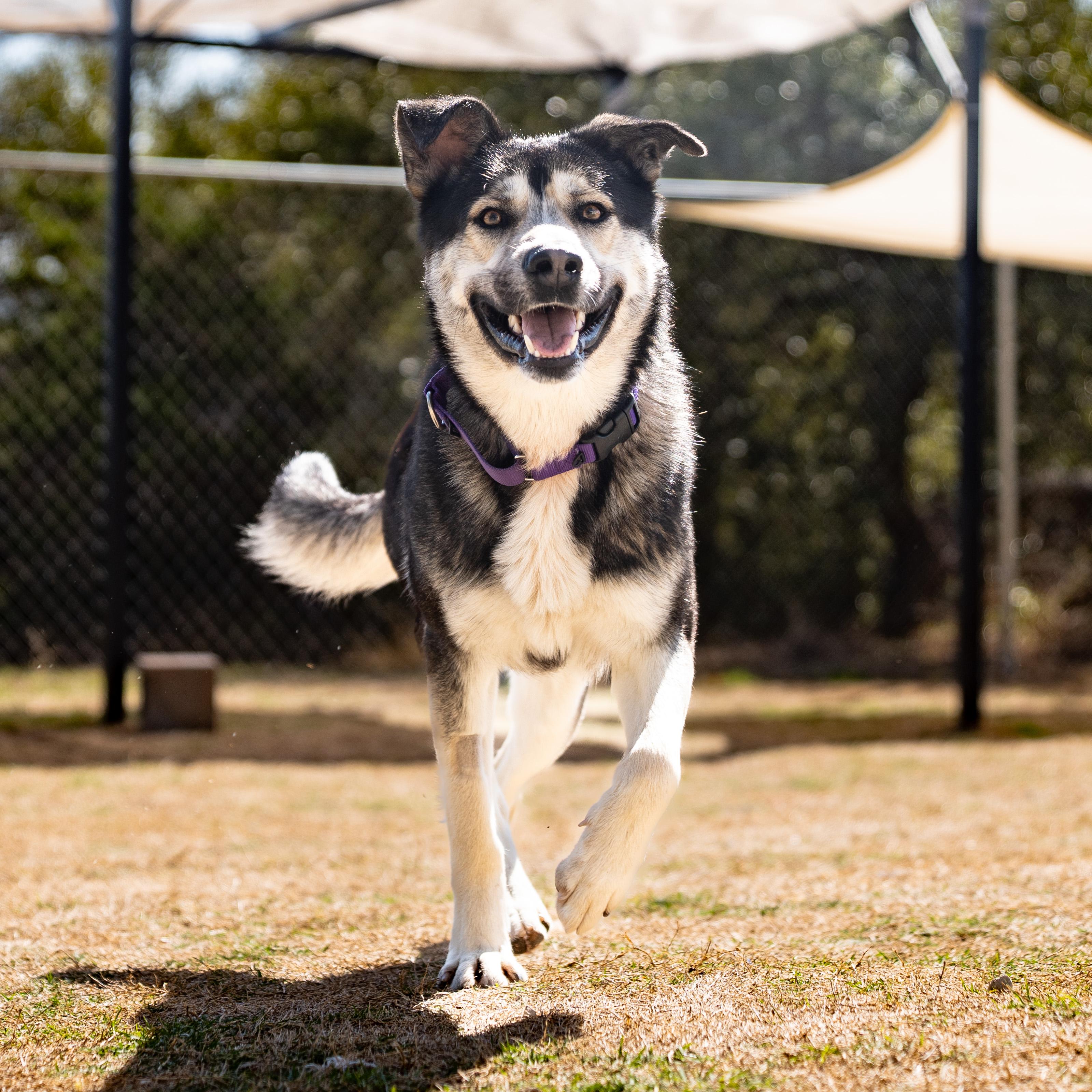 Orion, a ADOPTABLE mixed breed in Dripping Springs, TX image 1/2