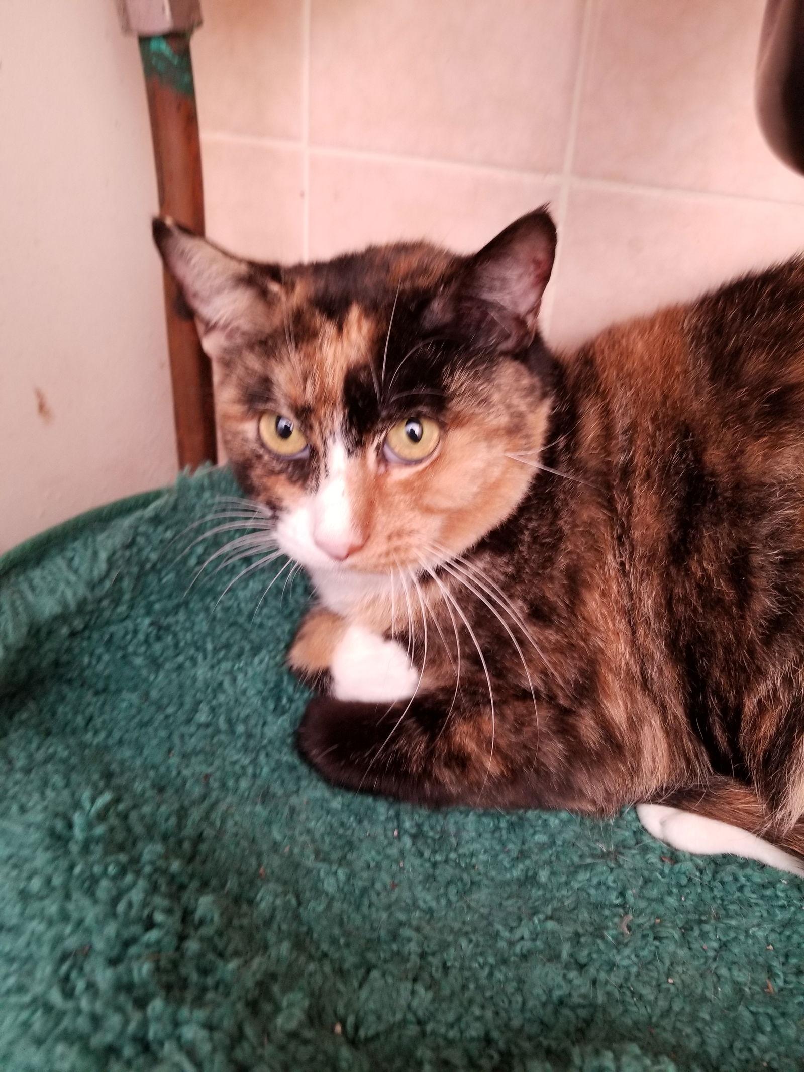 Isabella, Adoptable, Adult Female Snowshoe.