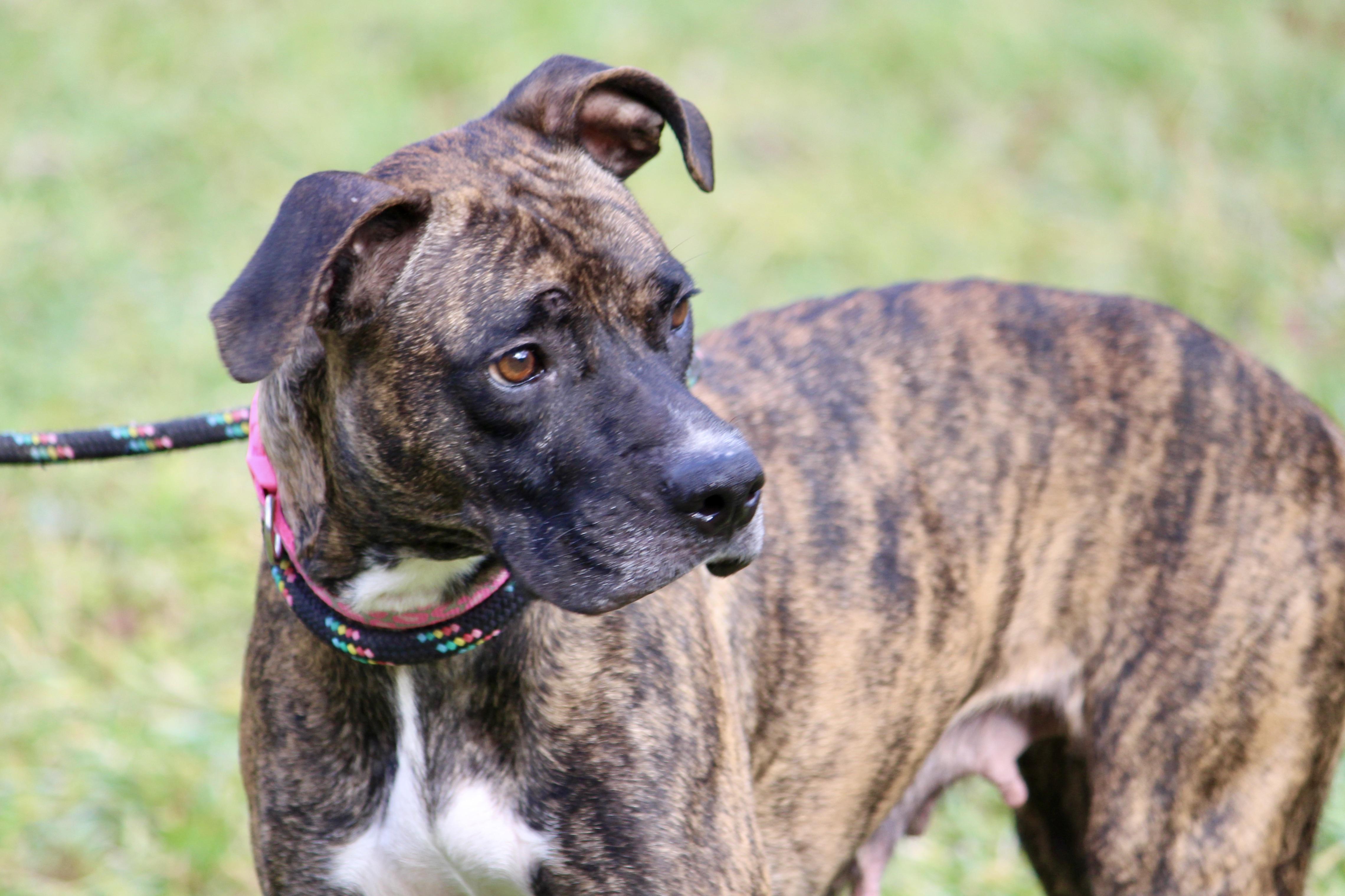 Enlarge NOBLE, an adopted Mixed Breed in Brazil, IN image 5/6