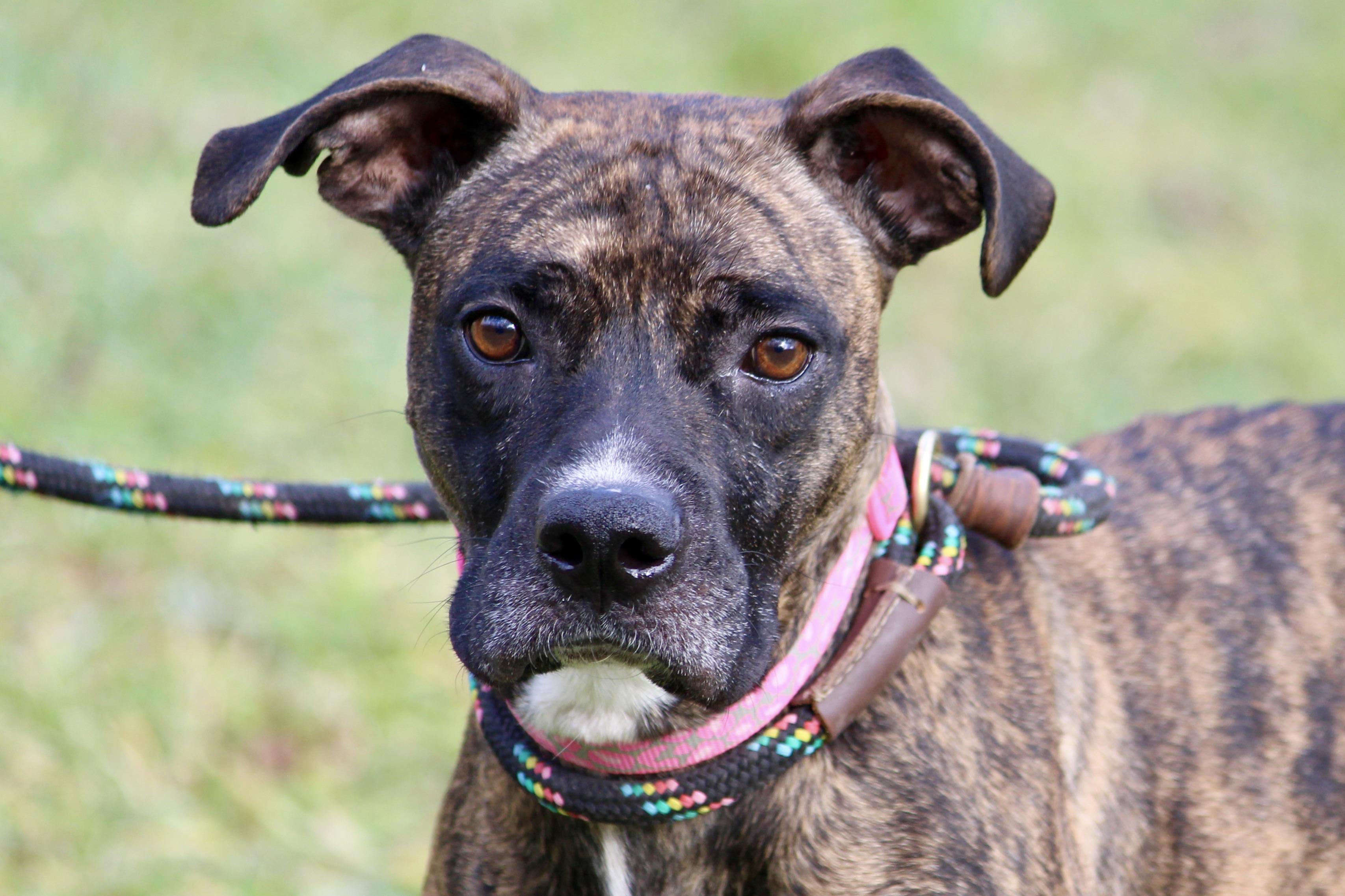 NOBLE, adopted, Adult Female Mixed Breed.