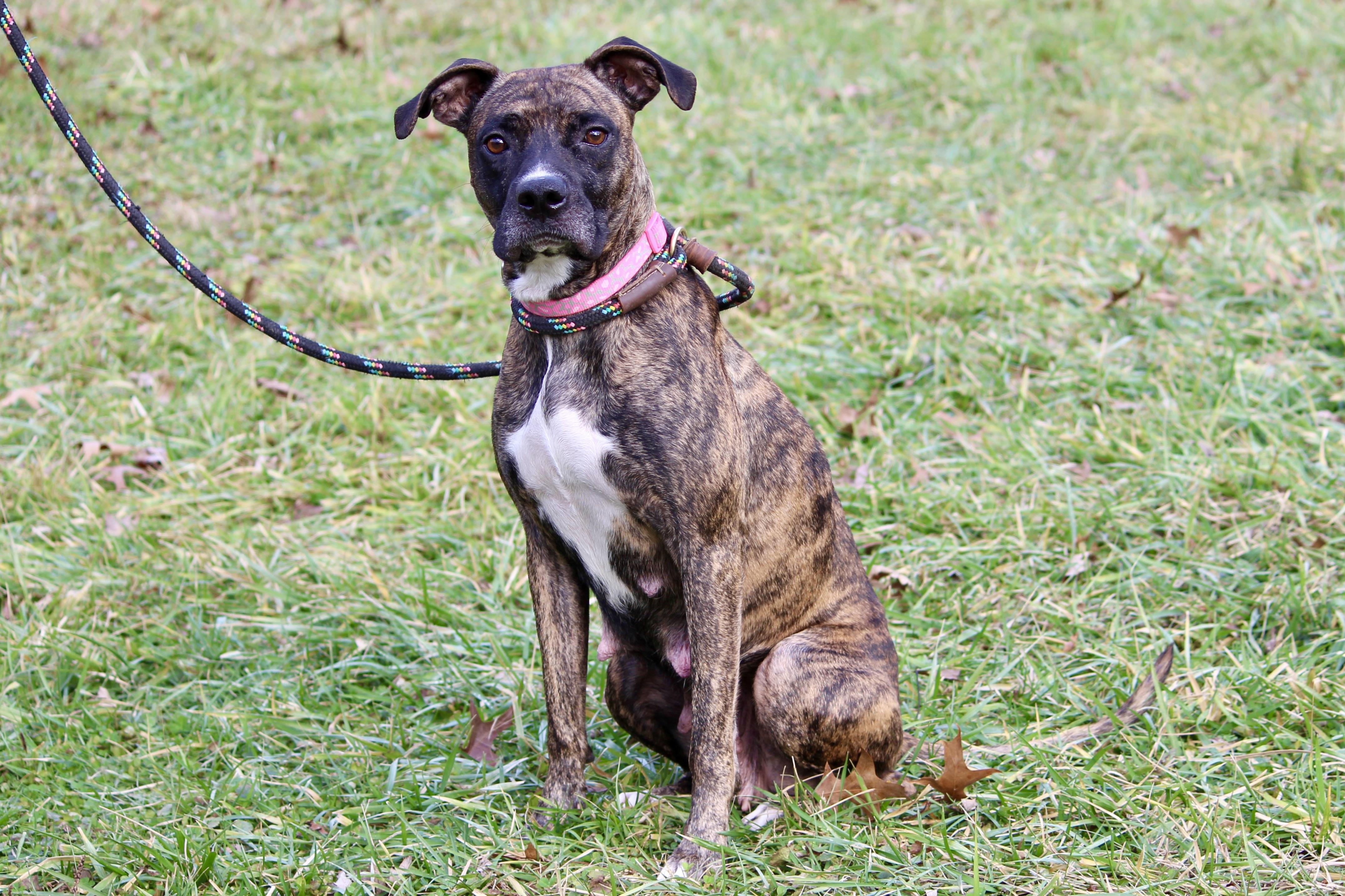 Enlarge NOBLE, an adopted Mixed Breed in Brazil, IN image 4/6