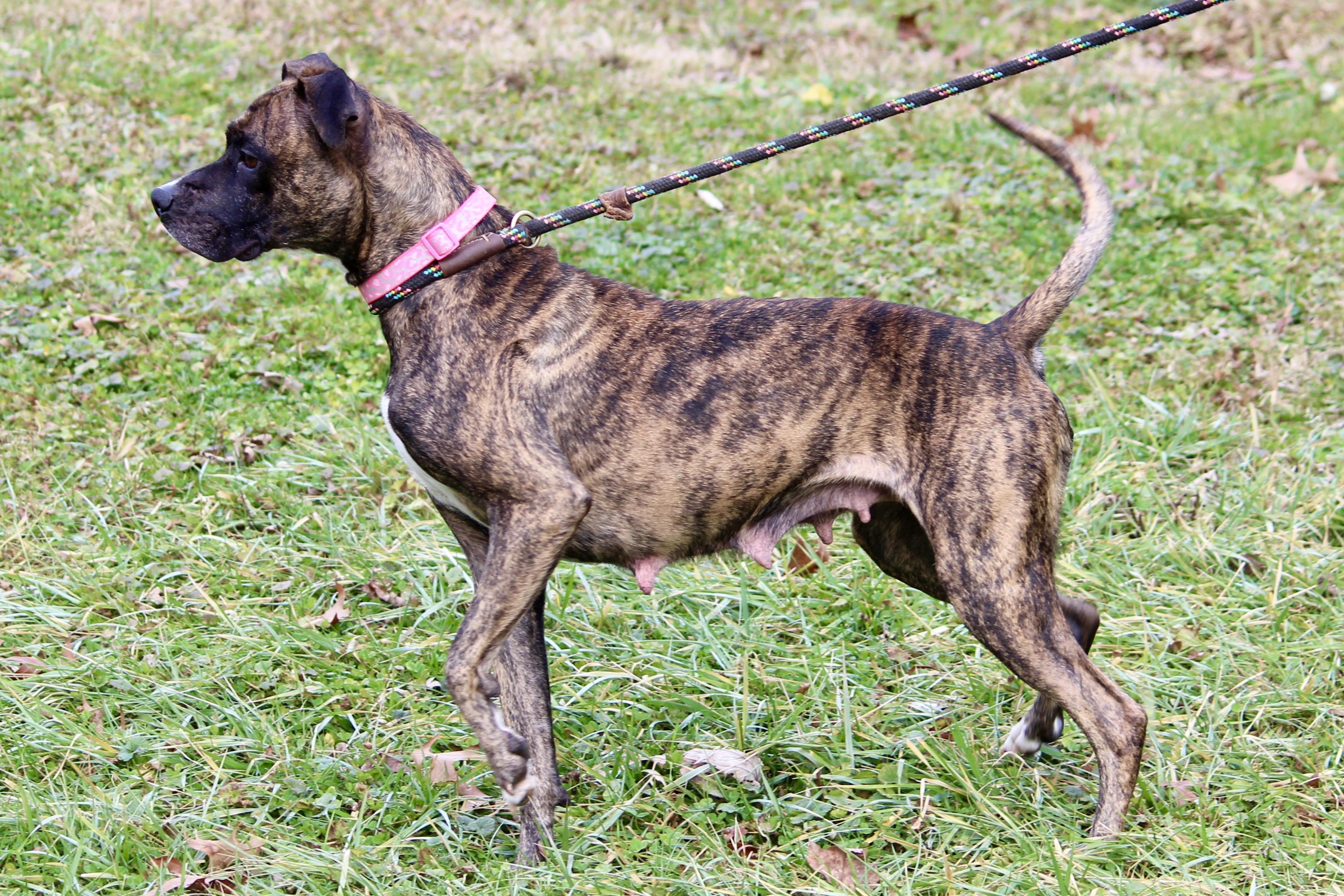 Enlarge NOBLE, an adopted Mixed Breed in Brazil, IN image 2/6