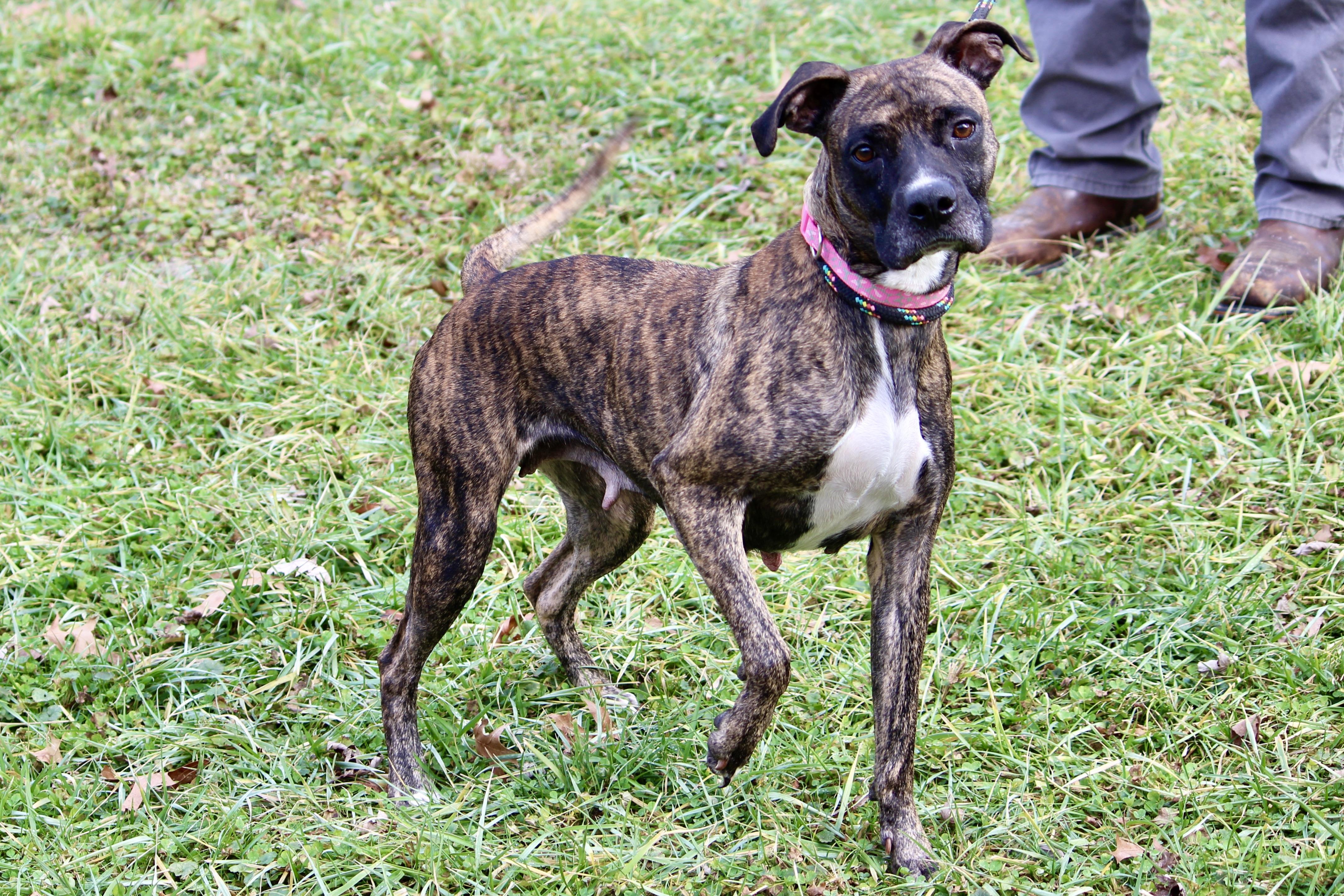 Enlarge NOBLE, an adopted Mixed Breed in Brazil, IN image 6/6