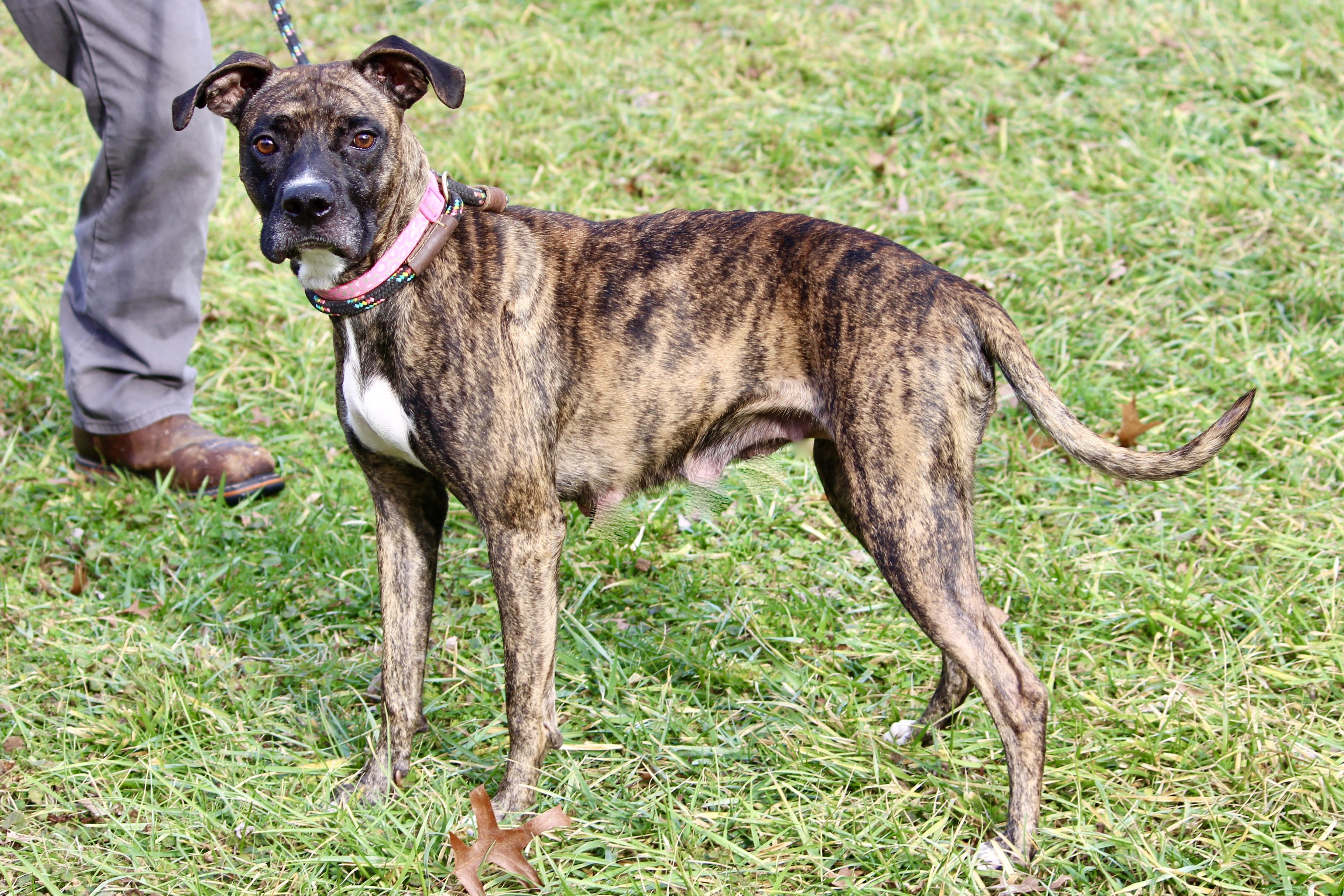 Enlarge NOBLE, an adopted Mixed Breed in Brazil, IN image 3/6
