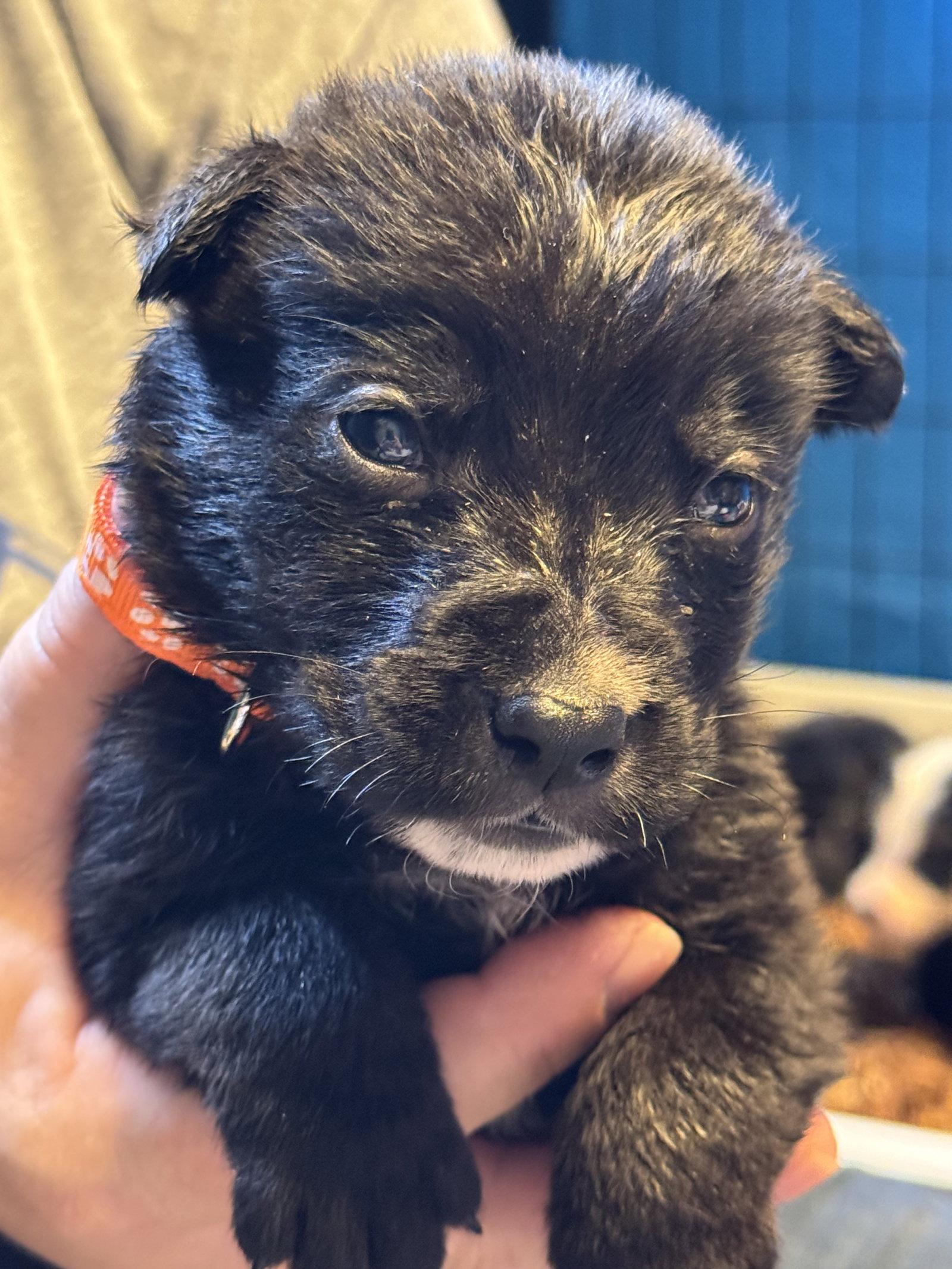 Enlarge Emmett, a Adoptable Shepherd in Duluth, MN image 1/3